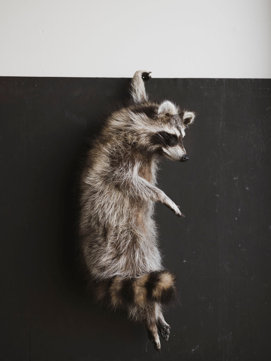 Hanging Full Body Raccoon Taxidermy (Noodle), TA587 – Black Moth