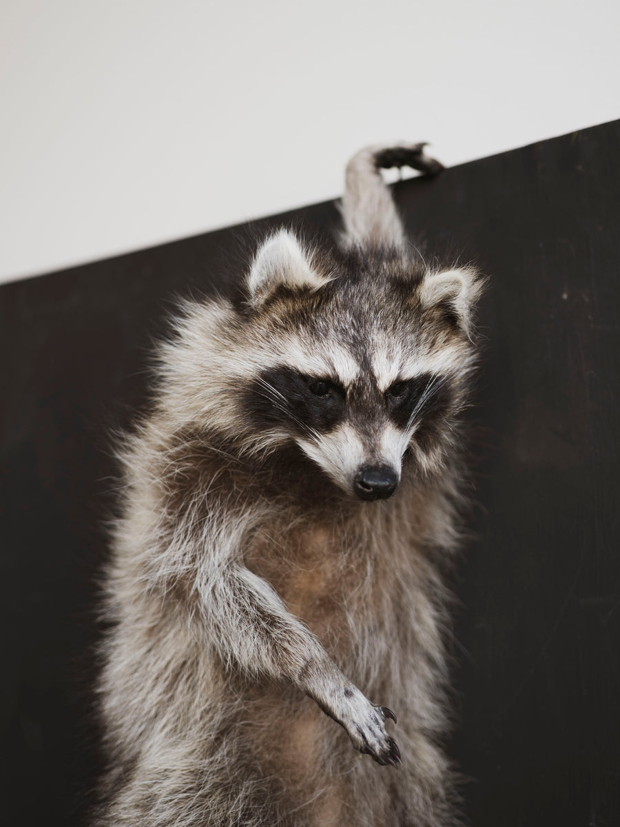 Hanging Full Body Raccoon Taxidermy (Noodle), TA587 – Black Moth