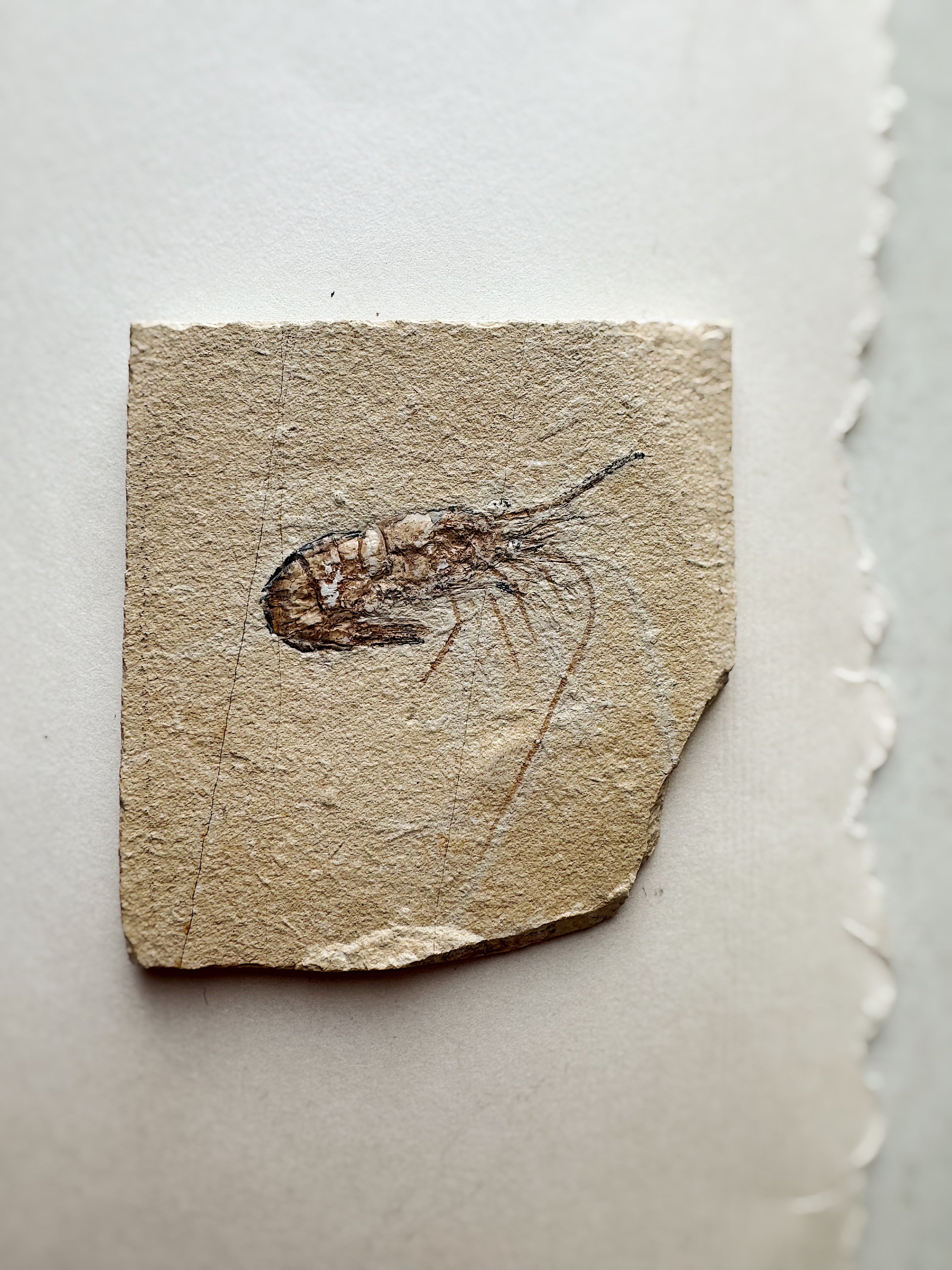 Fossilized Shrimp In Matrix, RM1428