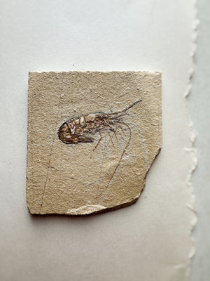 Fossilized Shrimp In Matrix, RM1428