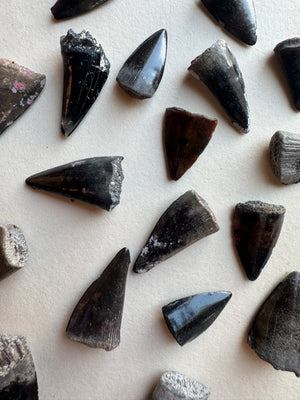 Fossilized Barracuda Tooth, RM2038