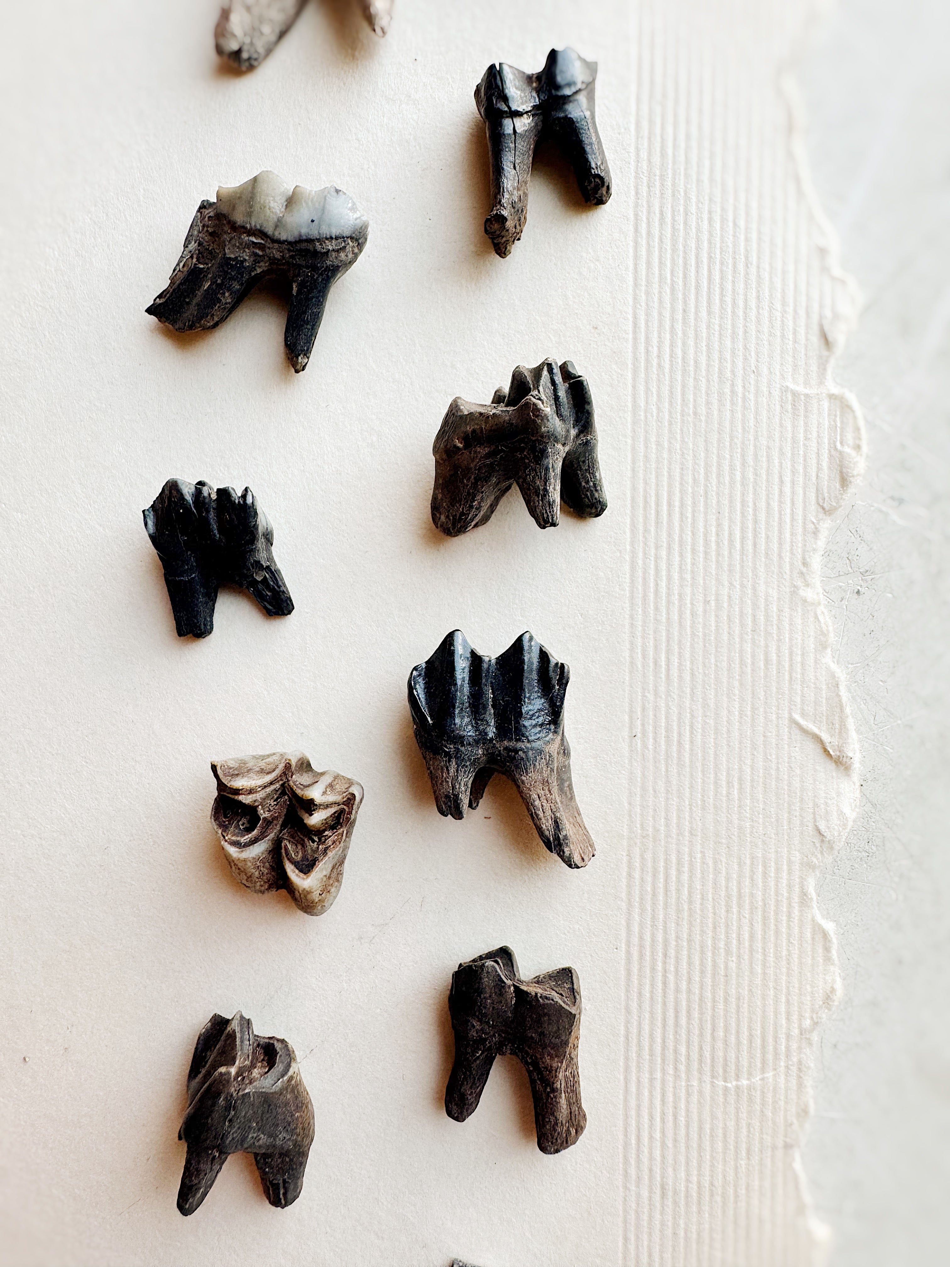Fossilized Deer Tooth, RM010