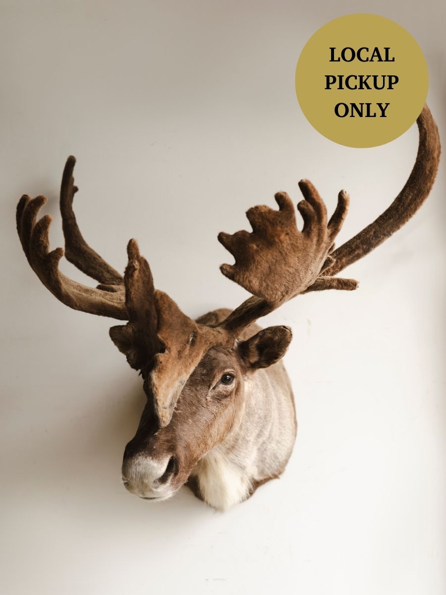 Caribou Shoulder Mount Taxidermy (Birch), TA82