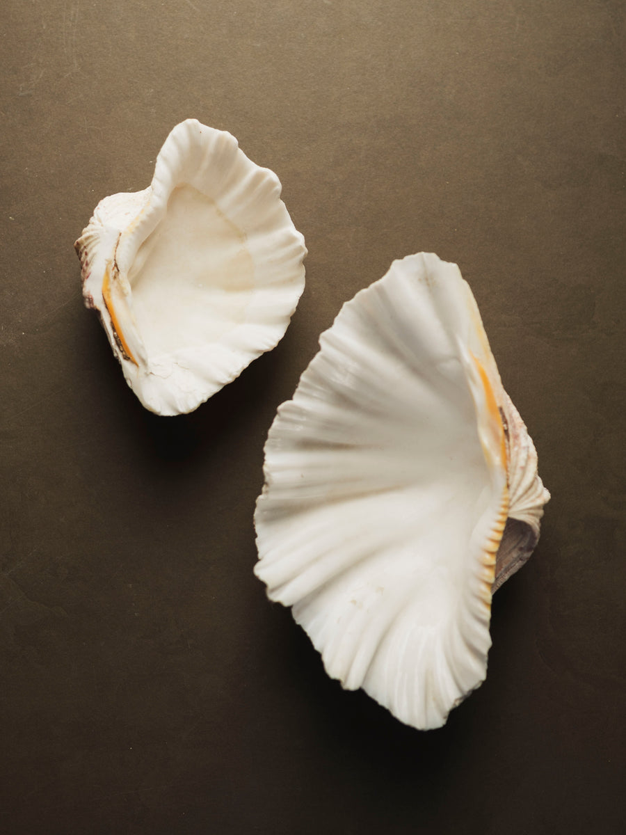 Bear Paw Clam Shell, NA23 – Black Moth