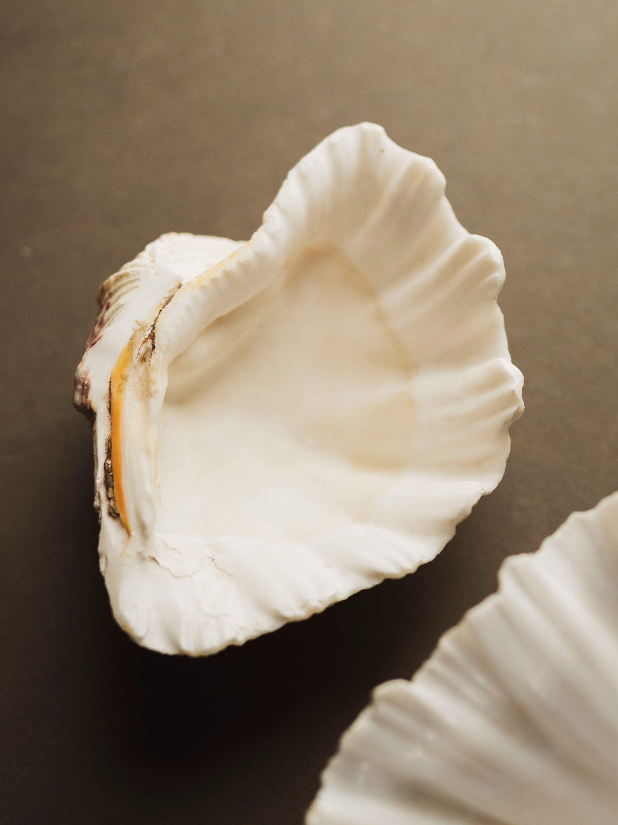 Bear Paw Clam Shell, NA23 – Black Moth