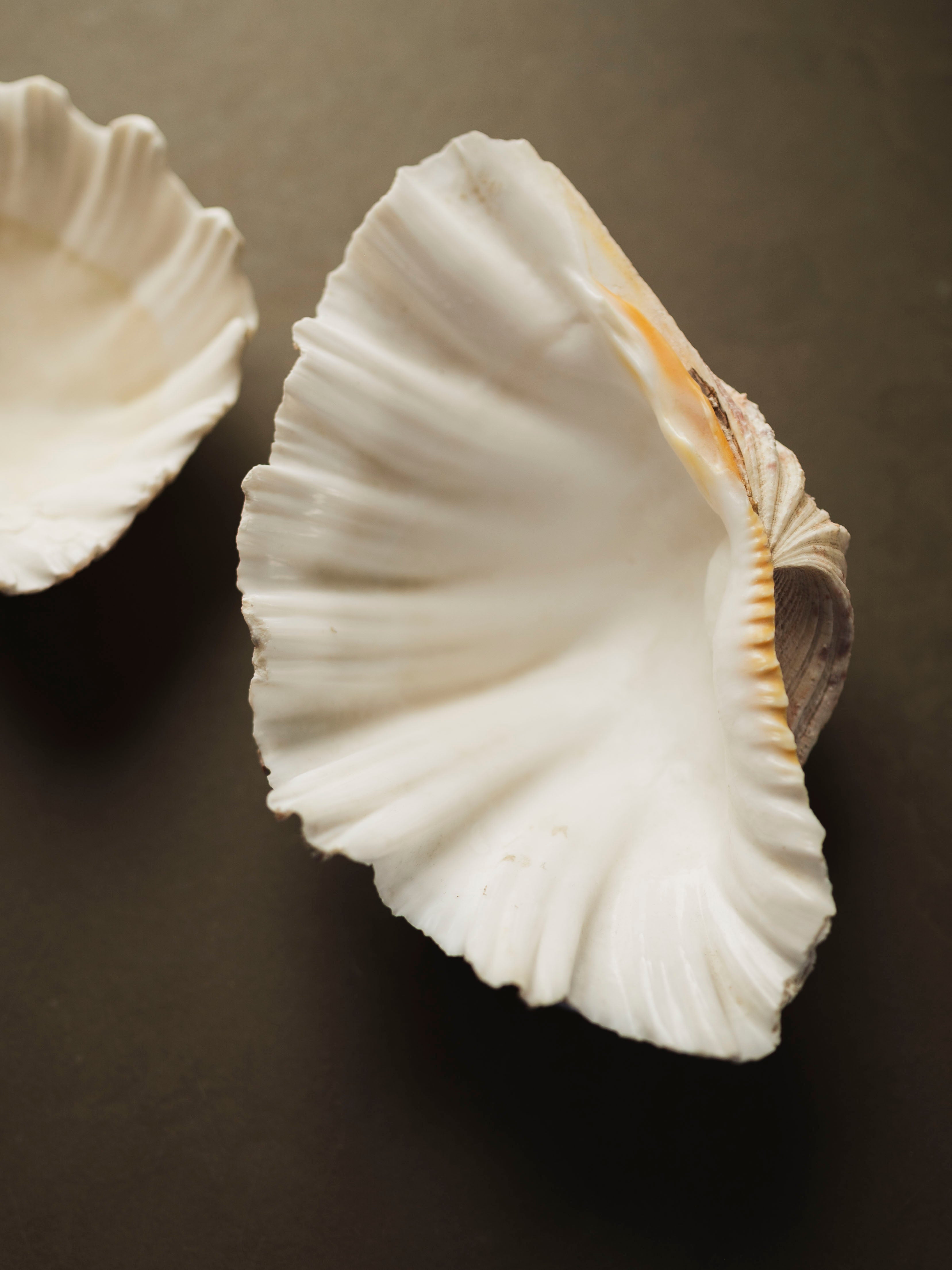 Bear Paw Clam Shell, NA23 – Black Moth