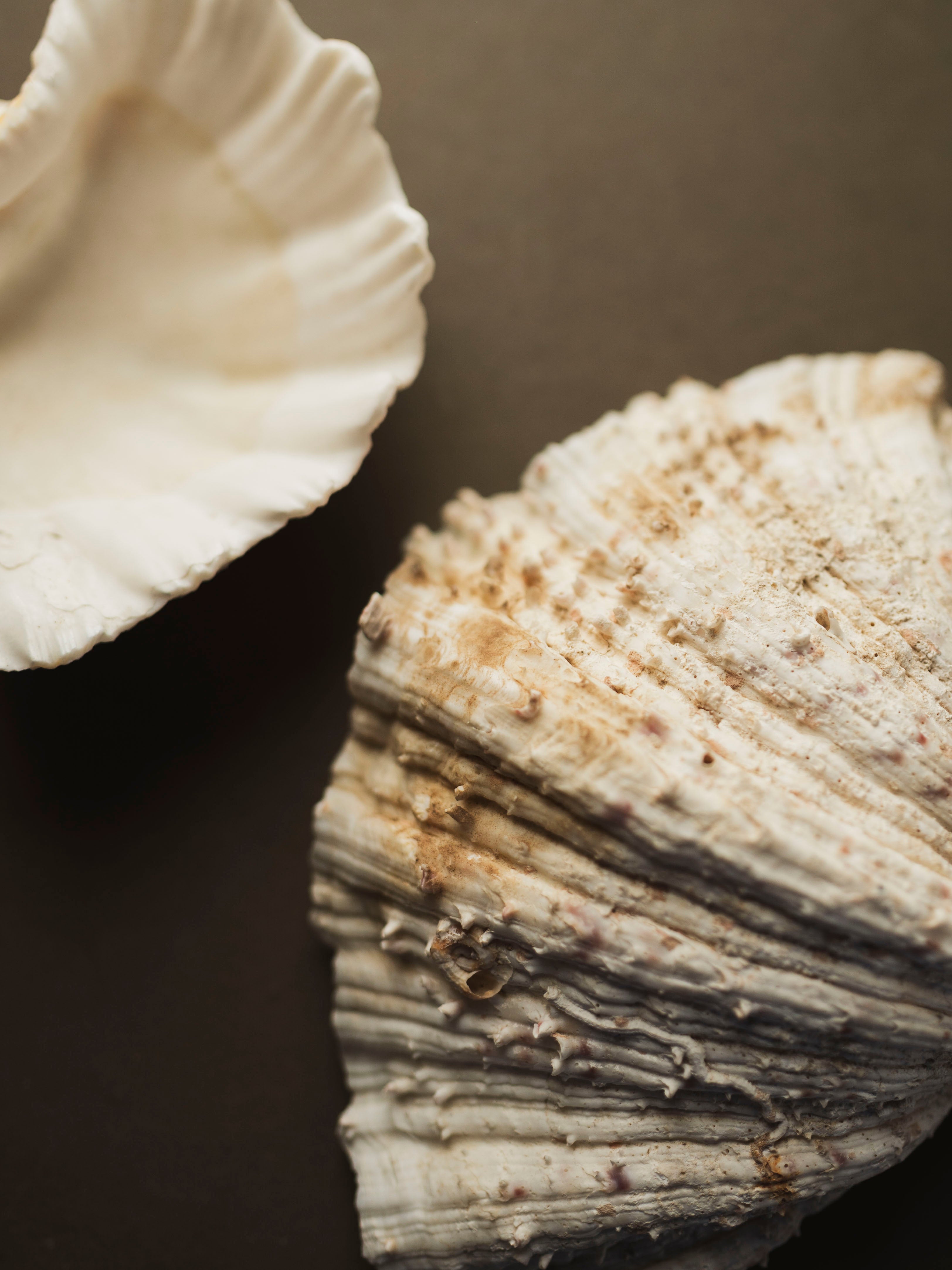 Bear Paw Clam Shell, NA23 – Black Moth