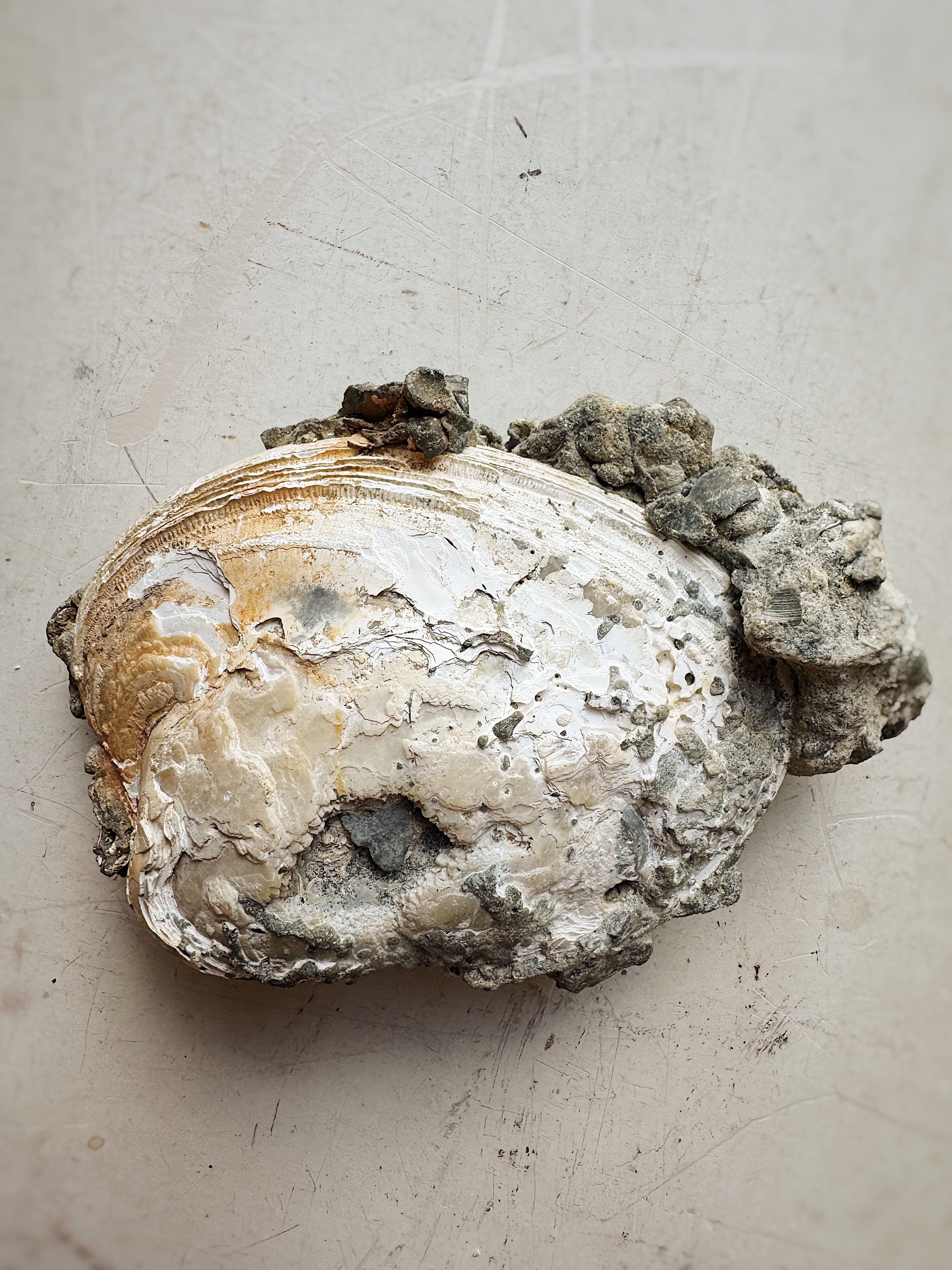 Fossilized Ruck's Pit Clam Shell w/ Dog's Tooth Calcite, RM192