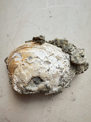 Fossilized Ruck's Pit Clam Shell w/ Dog's Tooth Calcite, RM192