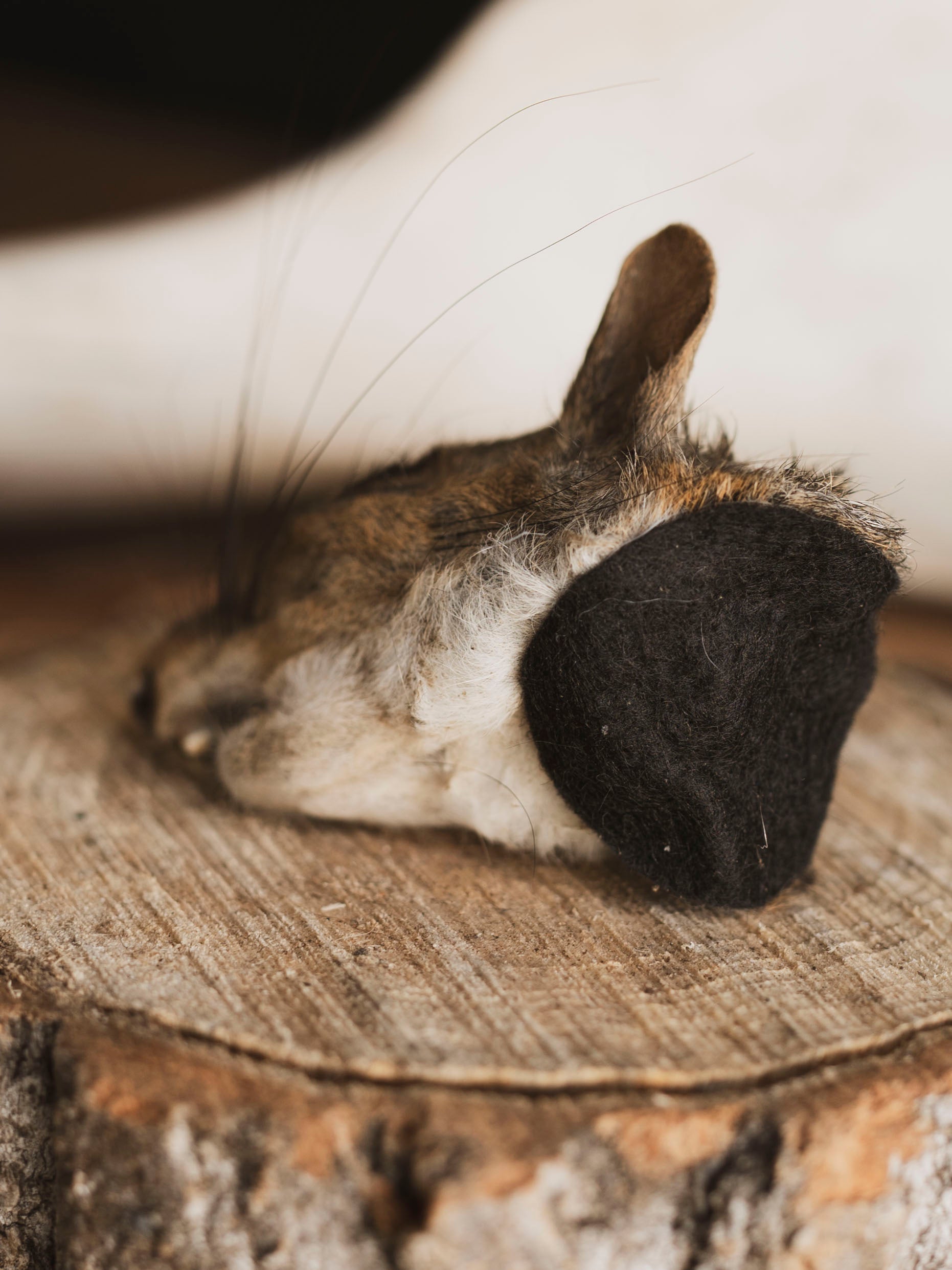 Mummified Squirrel Head, PS334