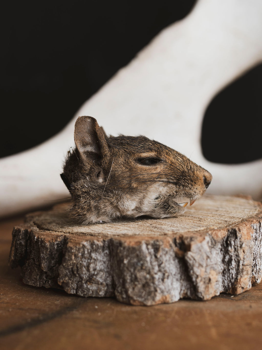 Mummified Squirrel Head, PS332