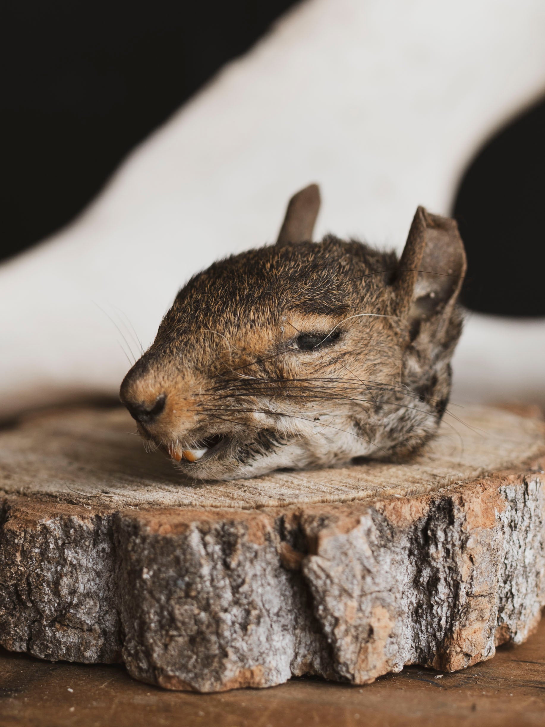 Mummified Squirrel Head, PS332