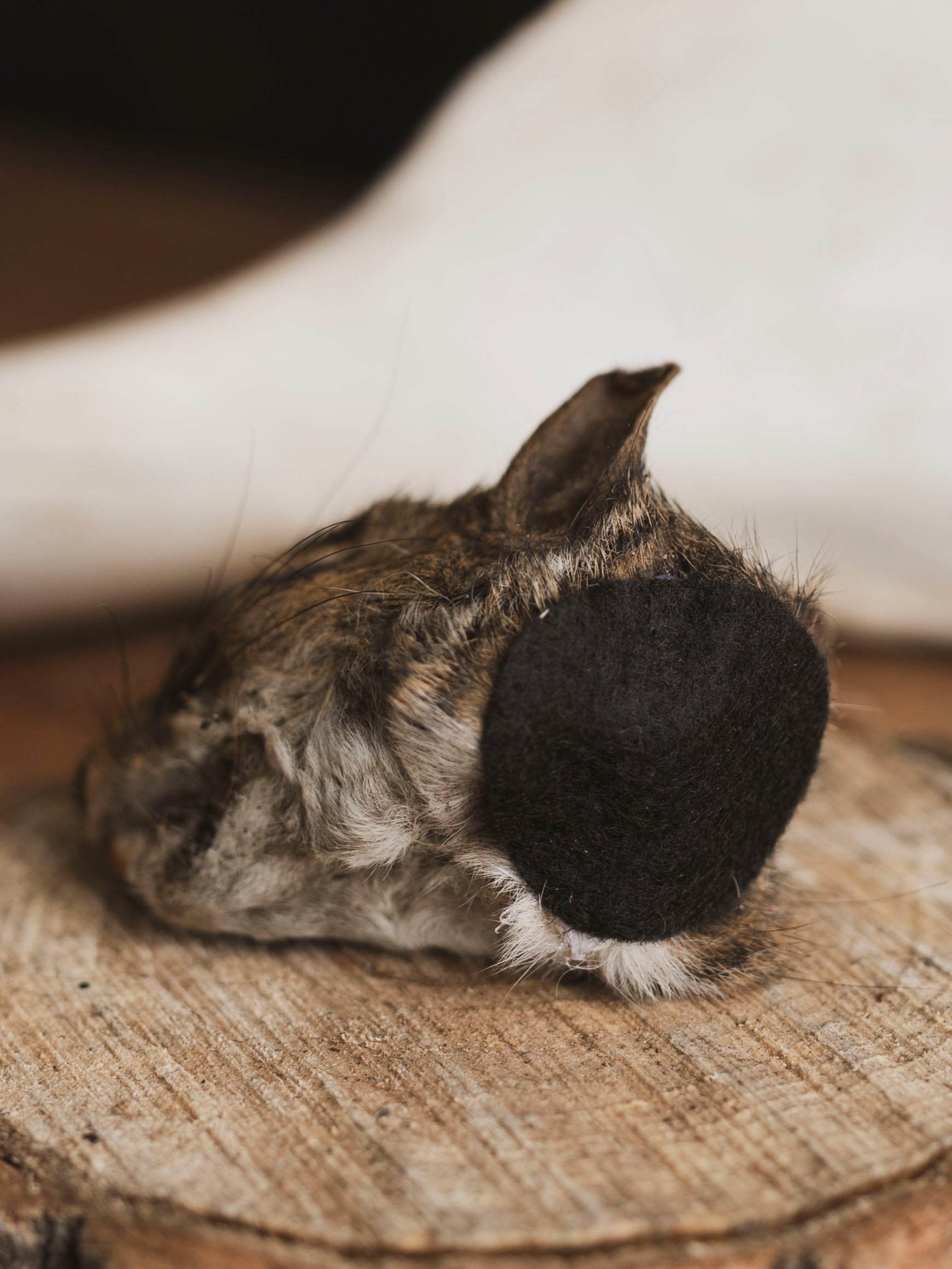 Mummified Squirrel Head, PS332