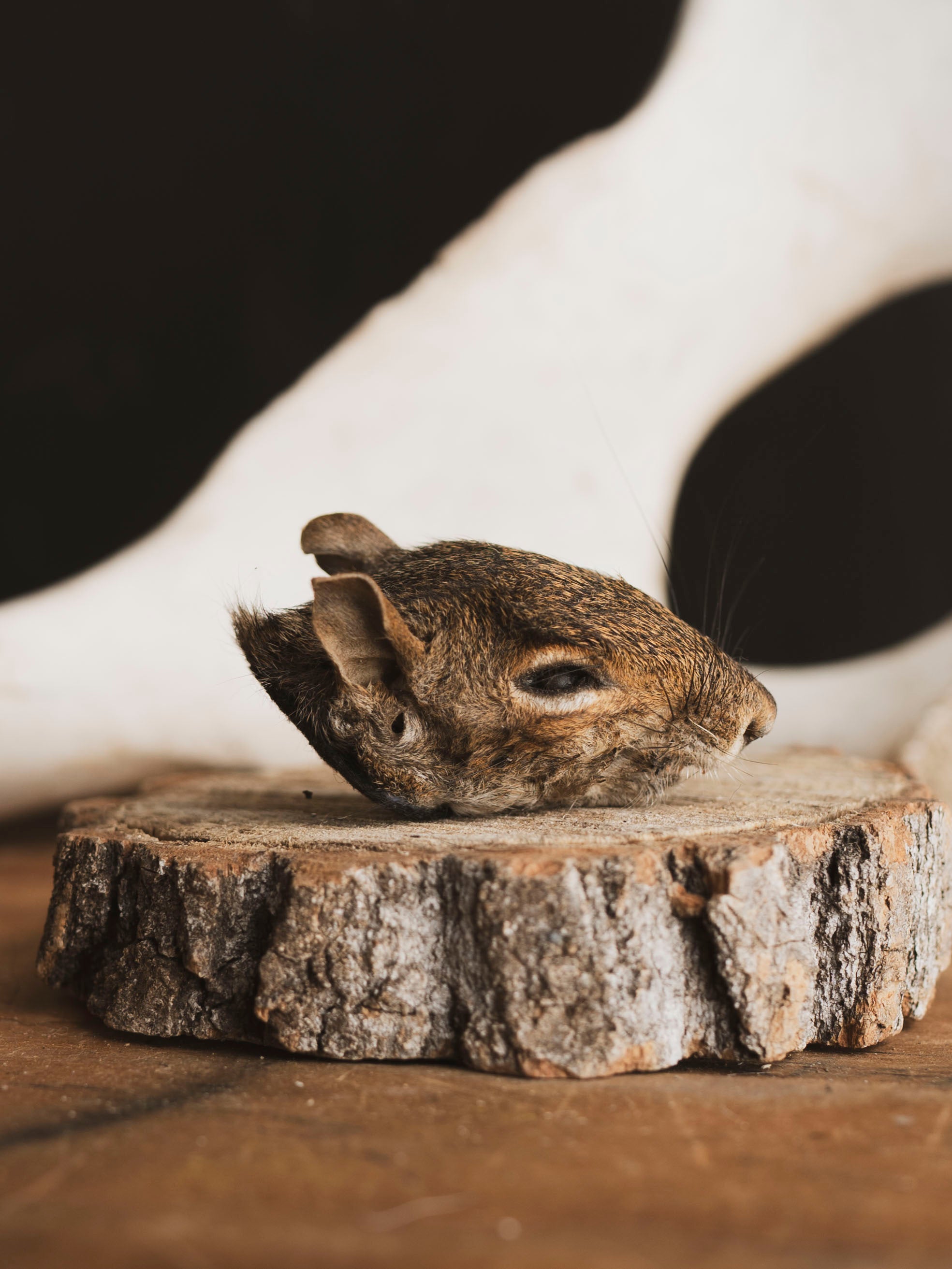 Mummified Squirrel Head, PS335