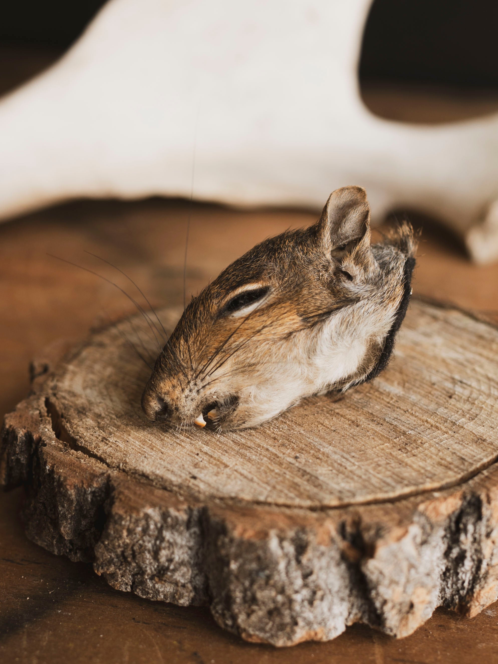 Mummified Squirrel Head, PS335