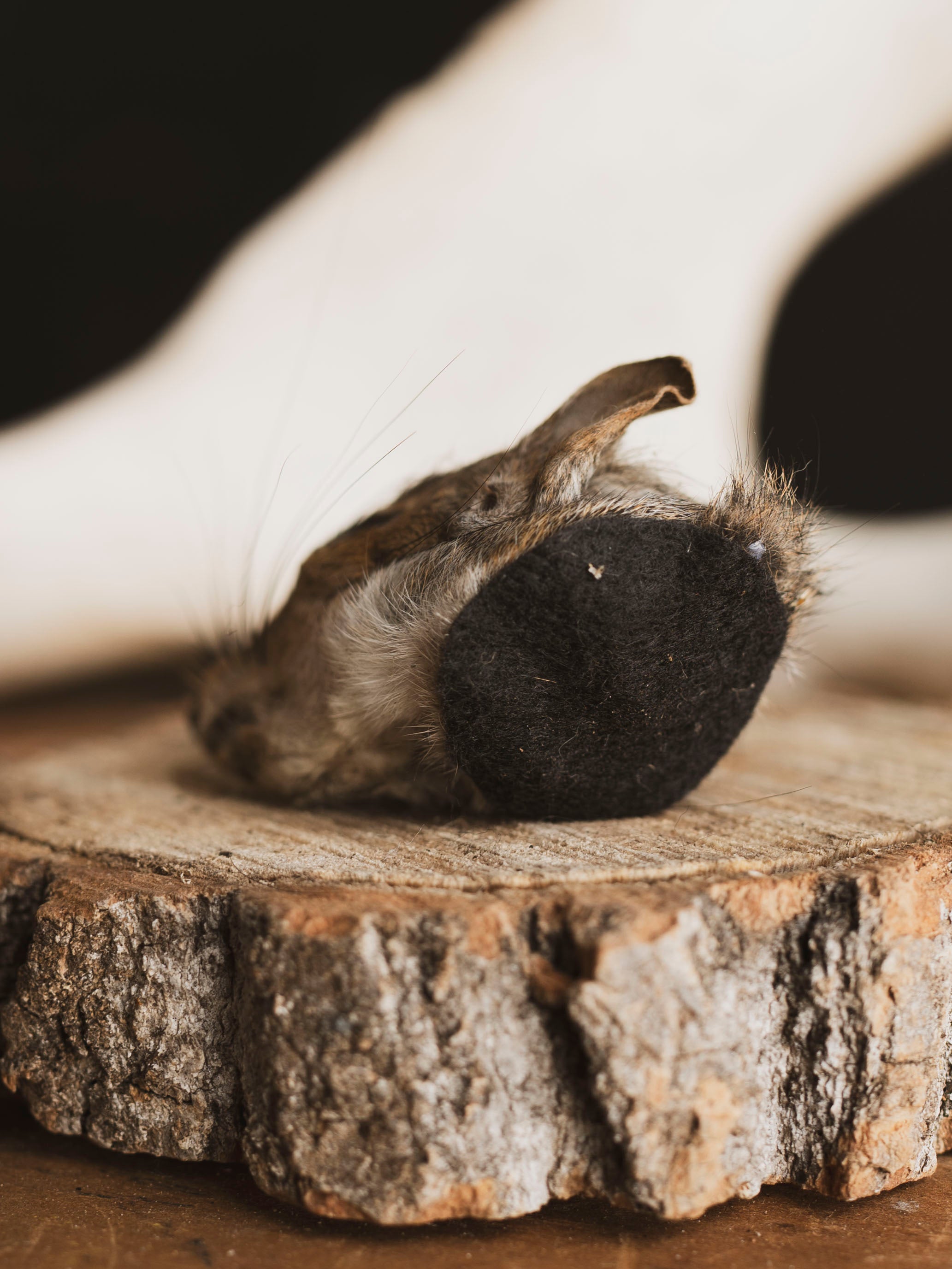 Mummified Squirrel Head, PS335