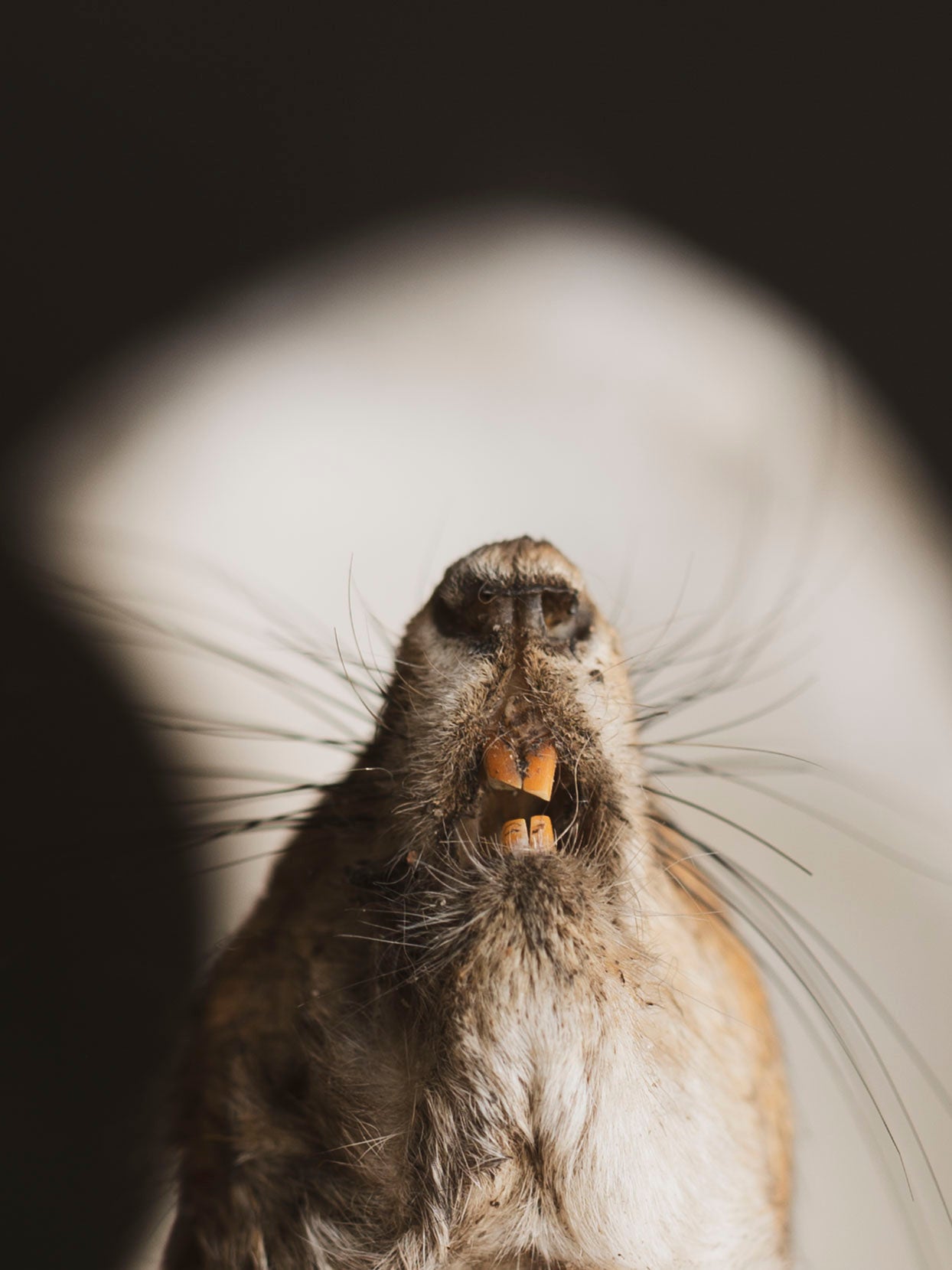 Mummified Squirrel Head, PS335