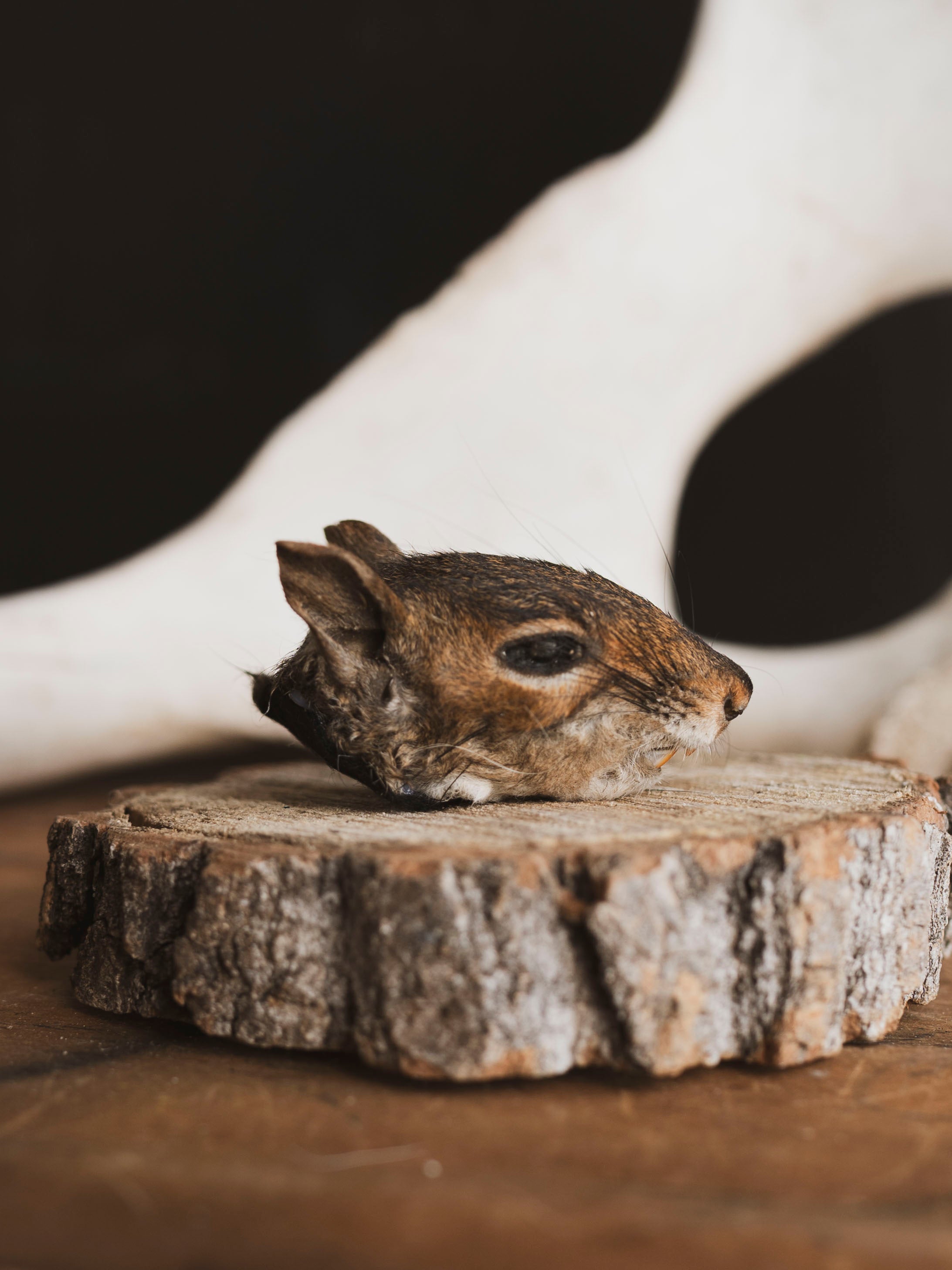 Mummified Squirrel Head, PS333