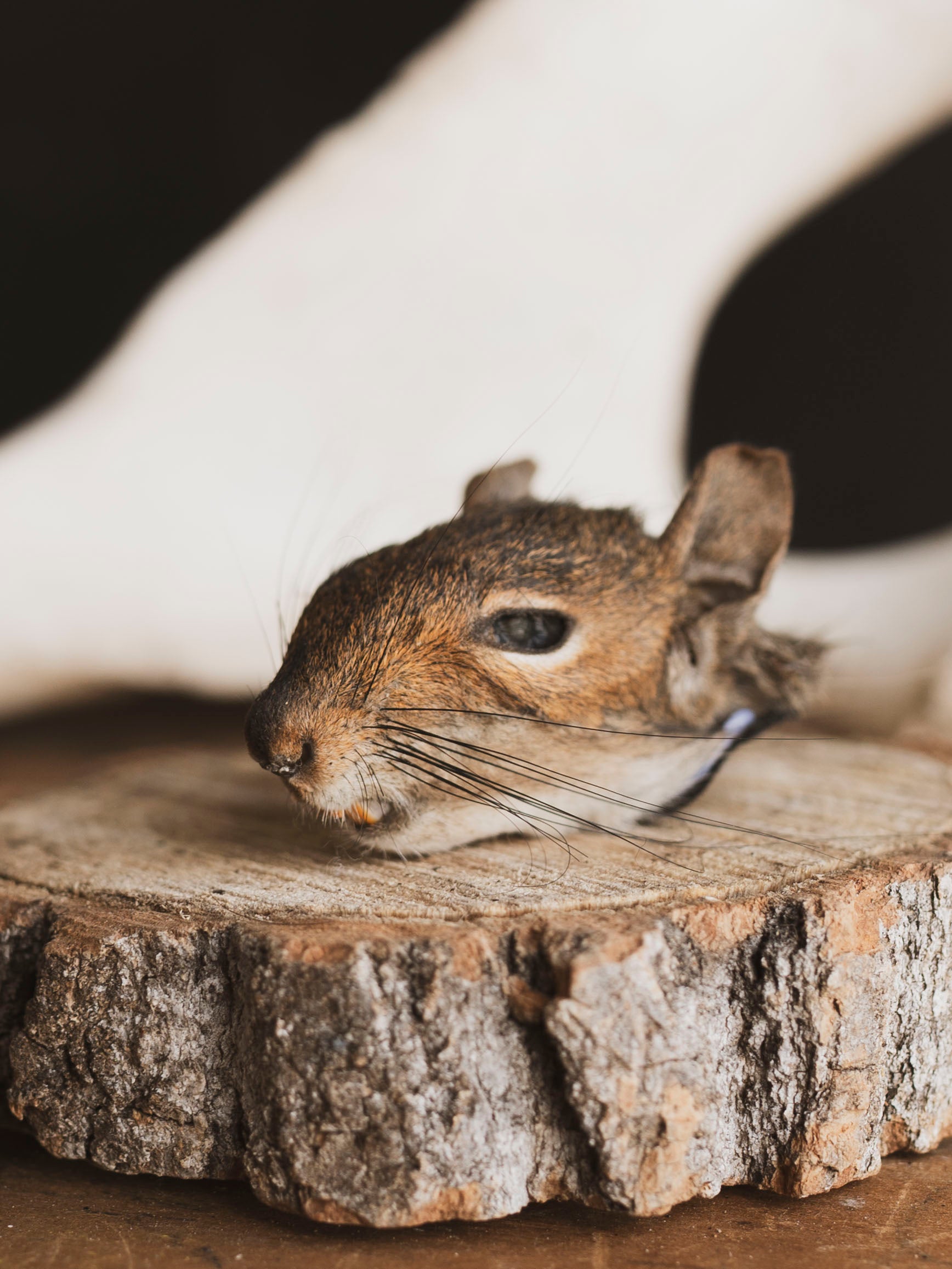 Mummified Squirrel Head, PS333