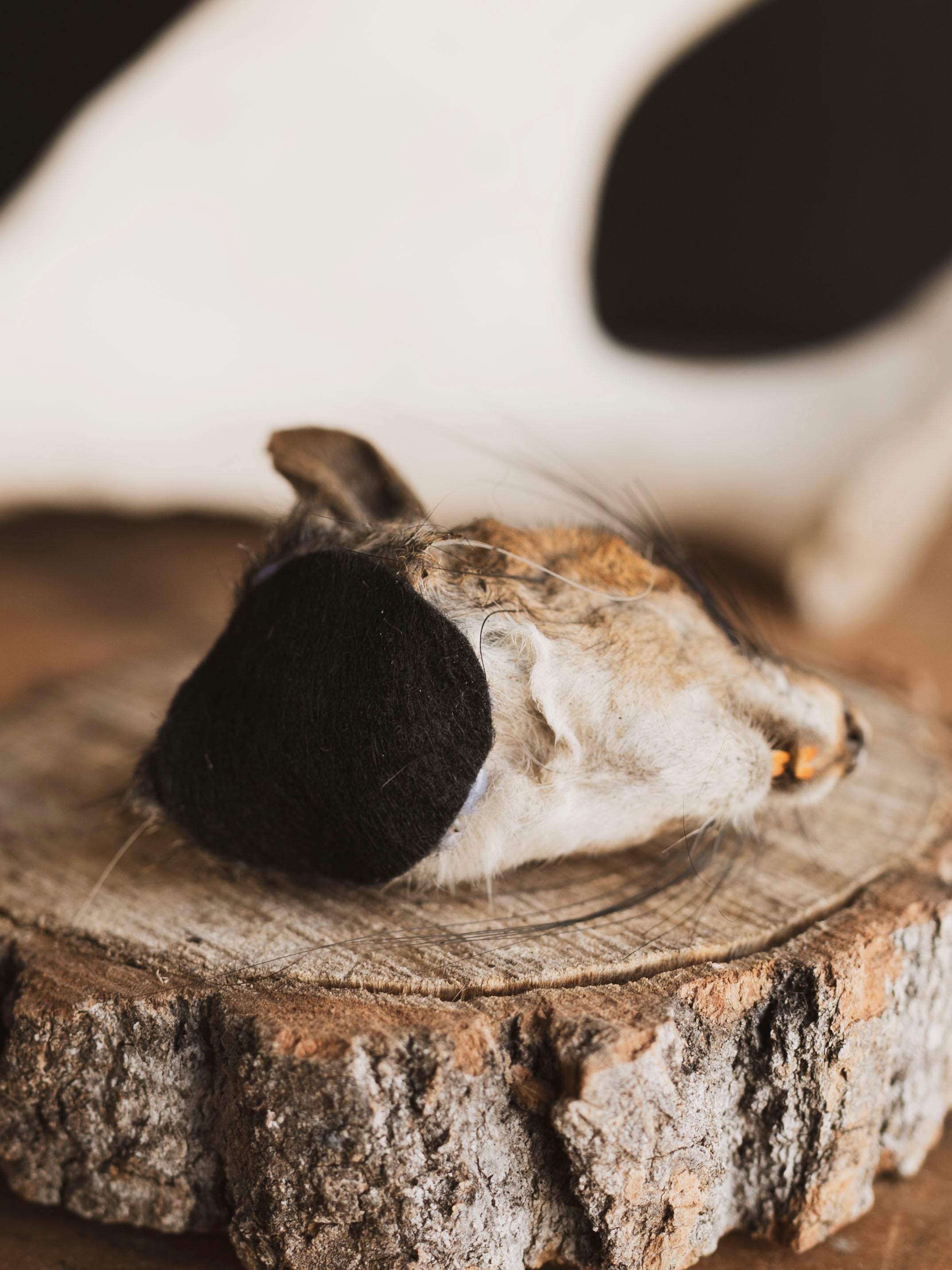 Mummified Squirrel Head, PS333