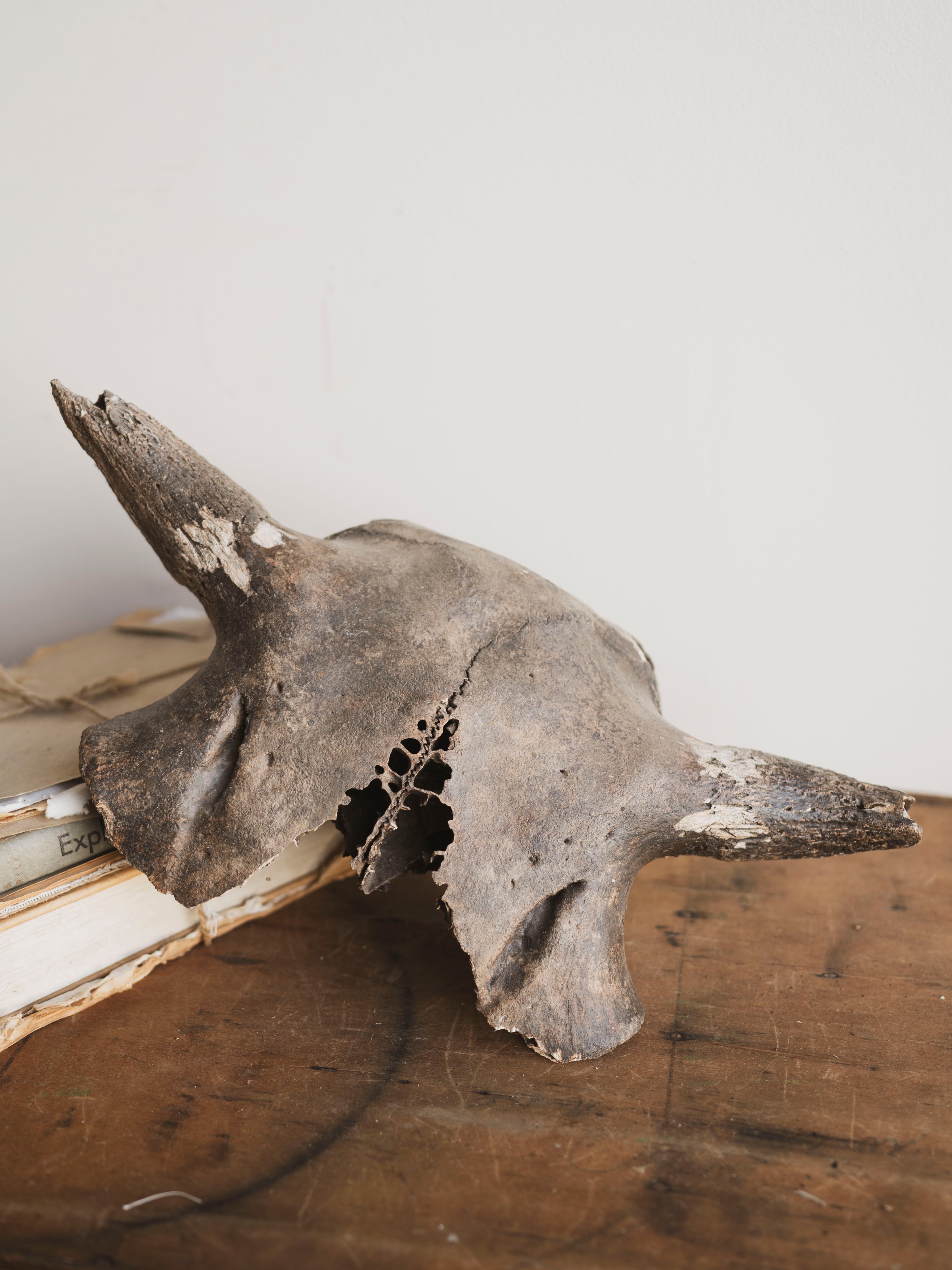 16.5” Mineralized Bison Antiquus Skull Top, RM611