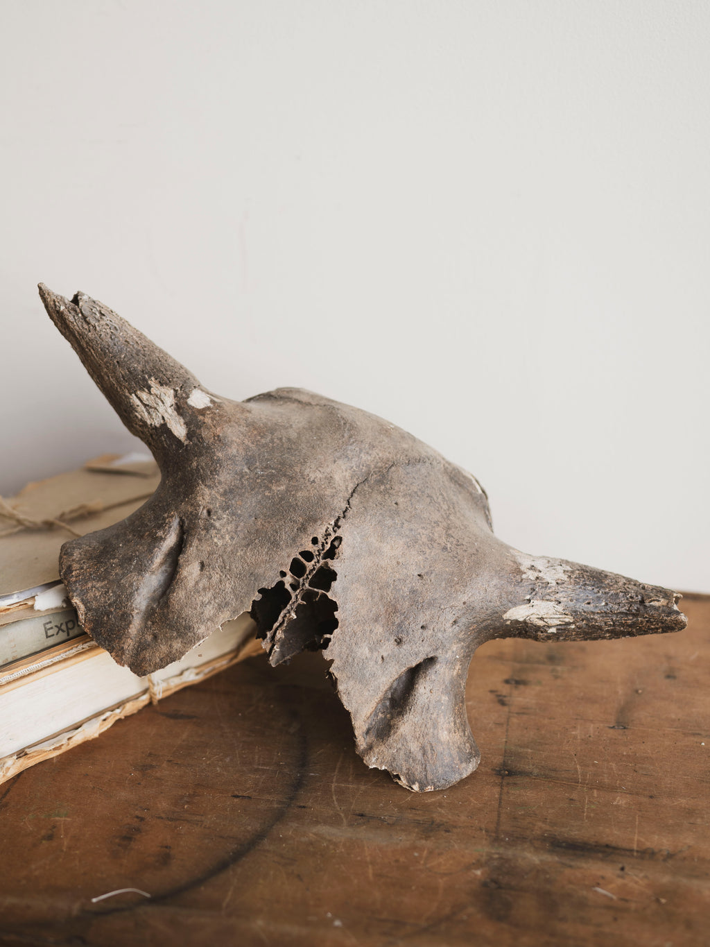 16.5” Mineralized Bison Antiquus Skull Top, RM611