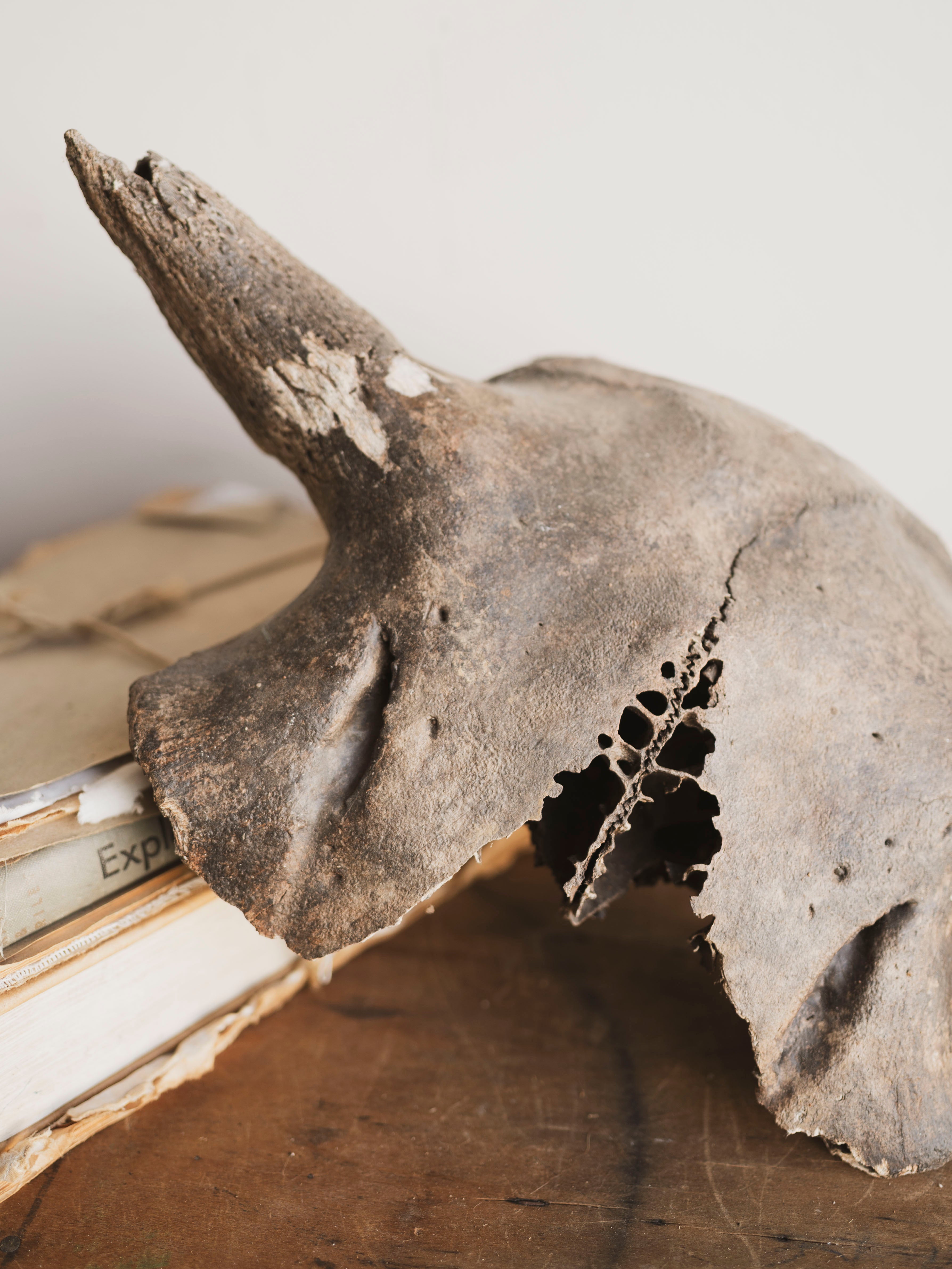 16.5” Mineralized Bison Antiquus Skull Top, RM611