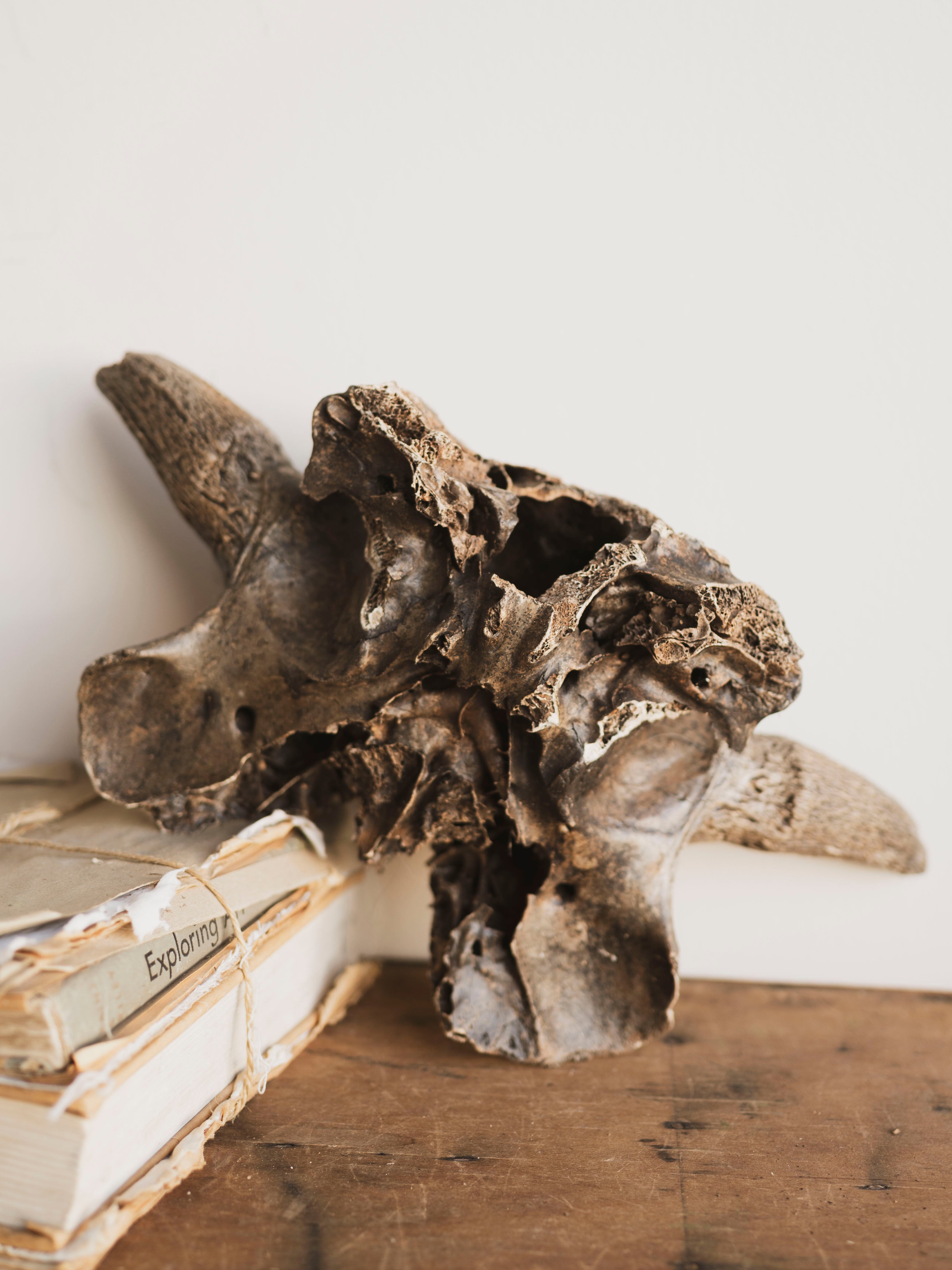 16.5” Mineralized Bison Antiquus Skull Top, RM611