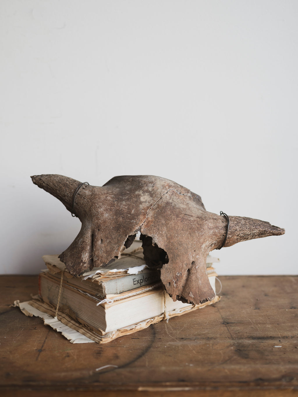 16.5” Mineralized Bison Antiquus Skull Top, RM1833