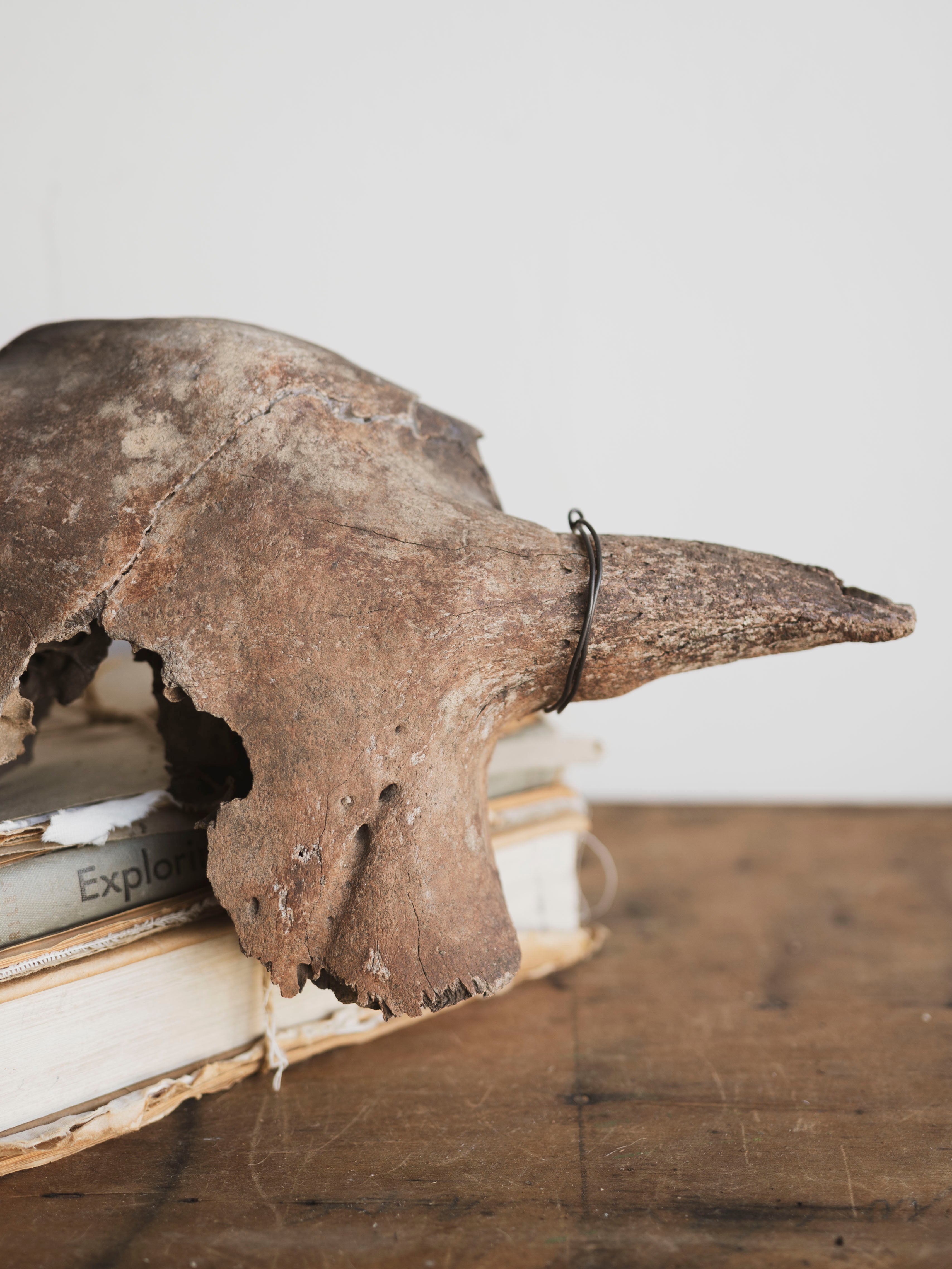 16.5” Mineralized Bison Antiquus Skull Top, RM1833