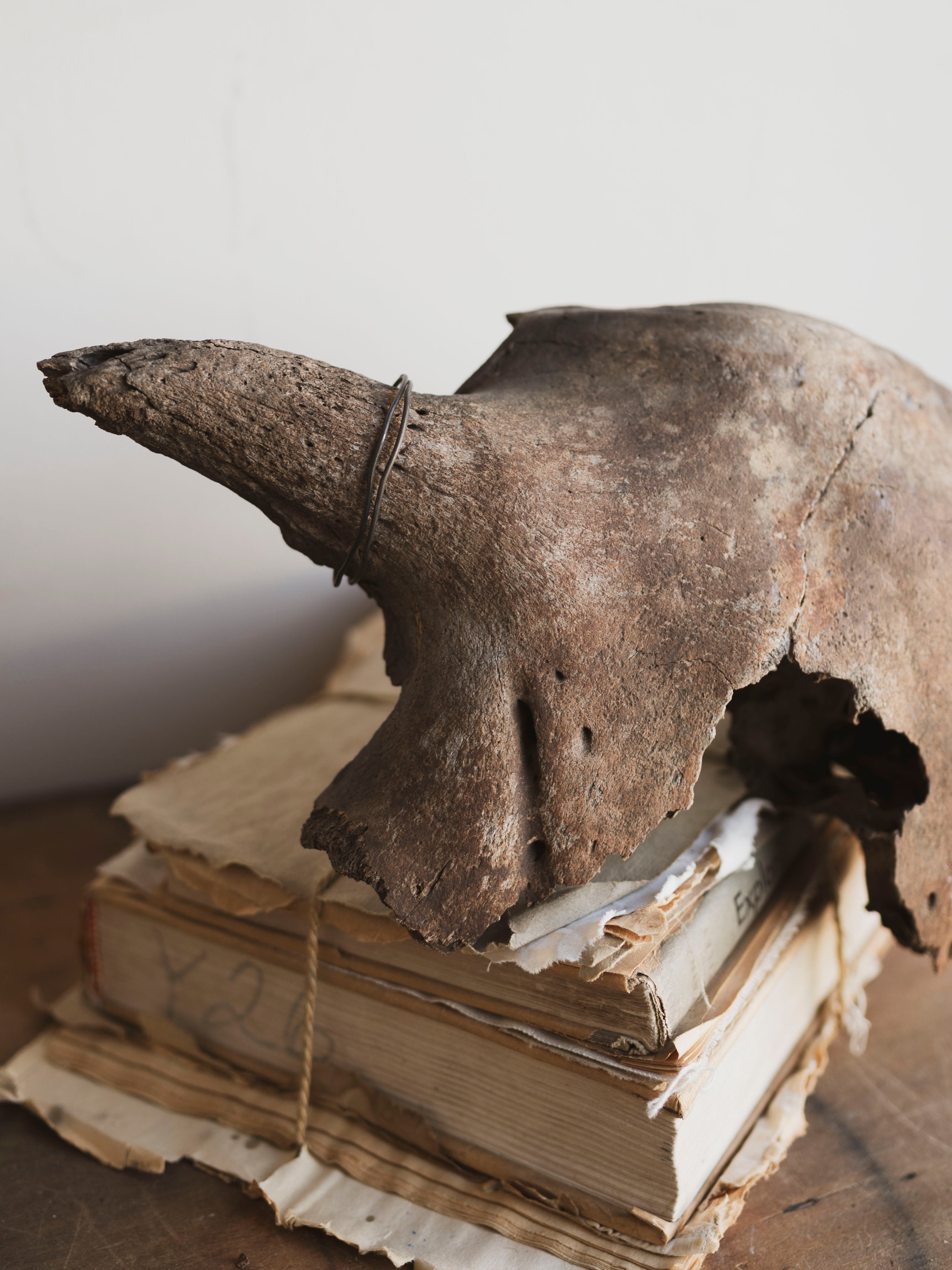 16.5” Mineralized Bison Antiquus Skull Top, RM1833