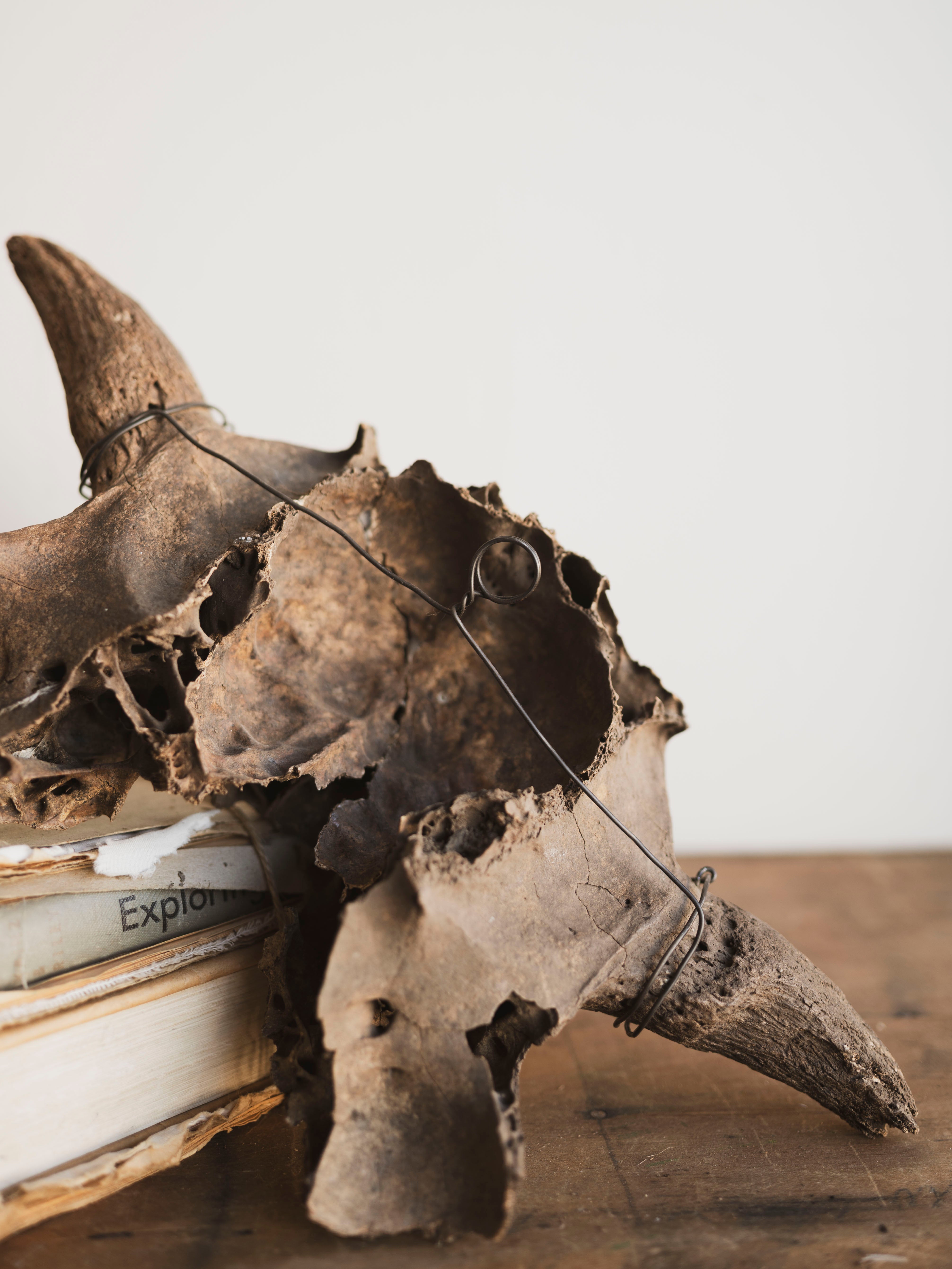 16.5” Mineralized Bison Antiquus Skull Top, RM1833