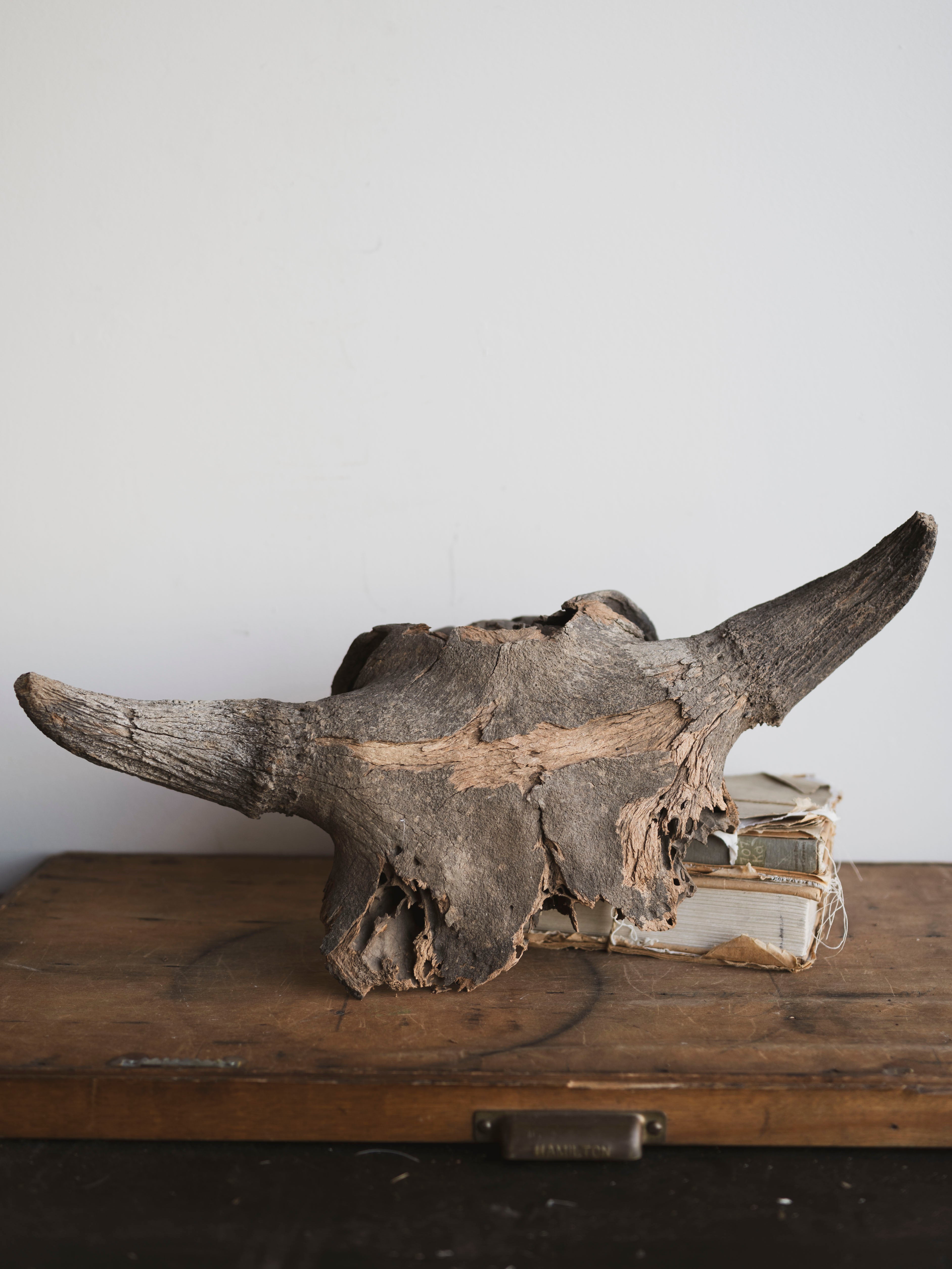 23" Mineralized Bison Antiquus Skull Top, RM2341
