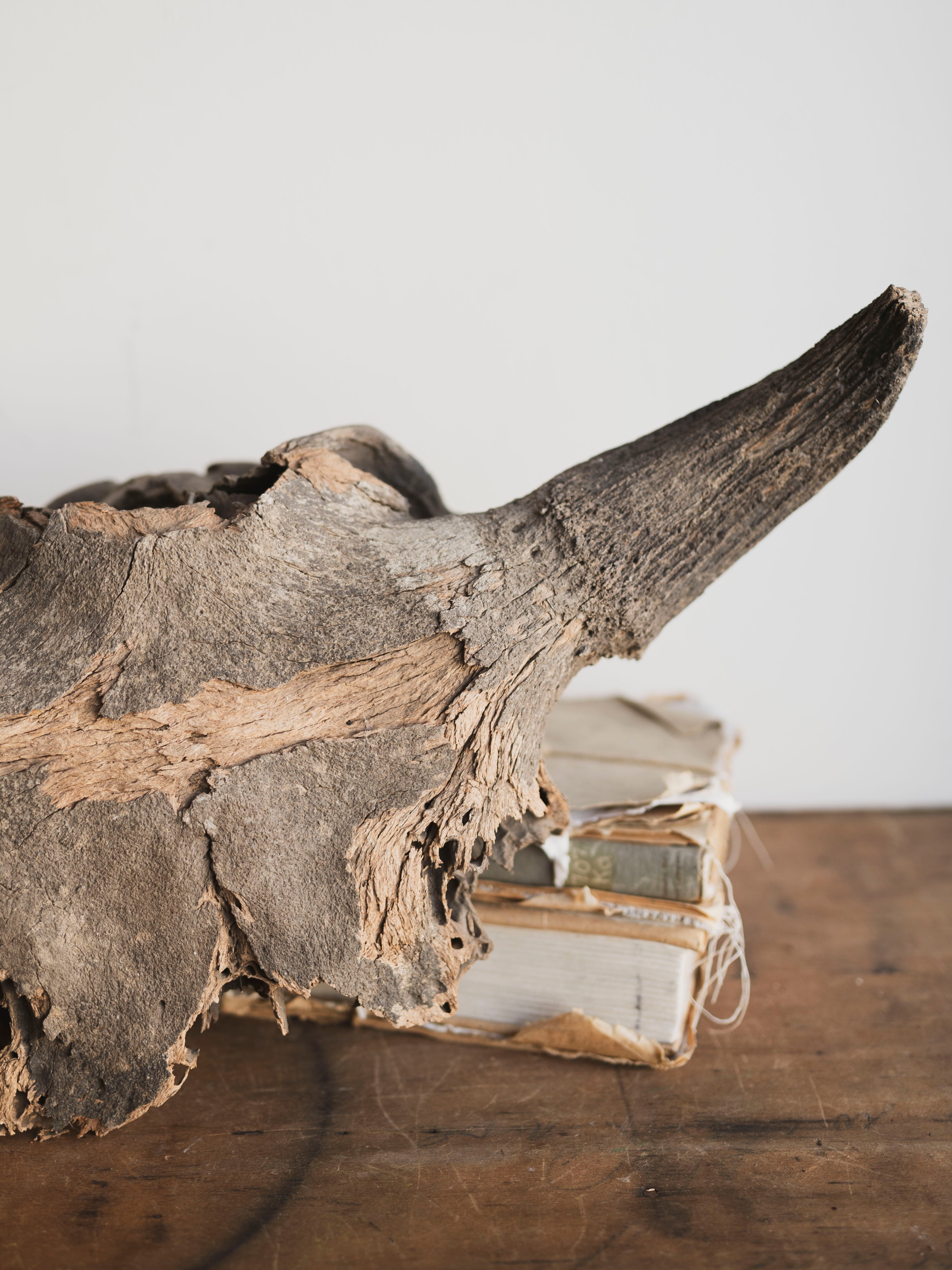 23" Mineralized Bison Antiquus Skull Top, RM2341