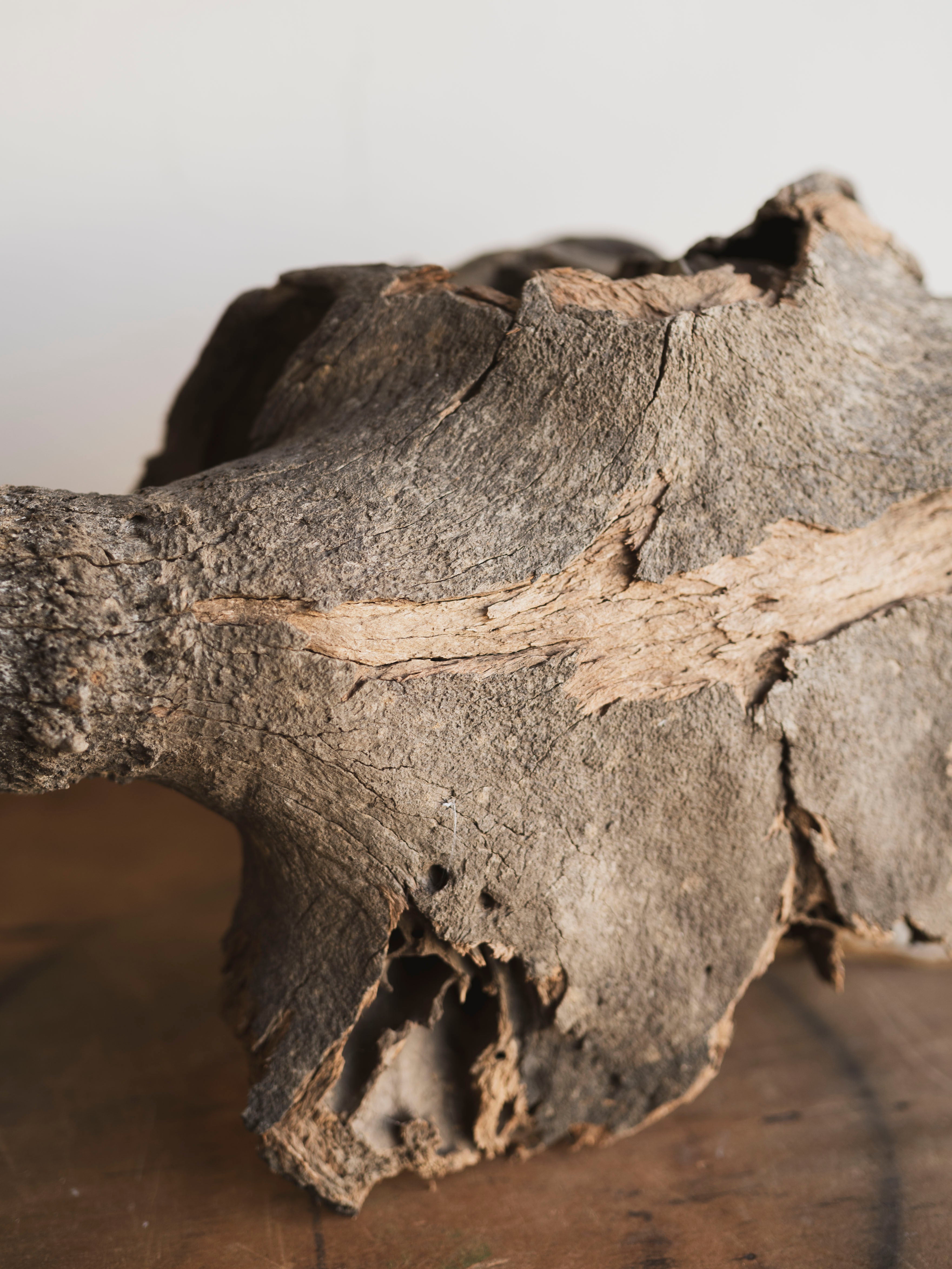 23" Mineralized Bison Antiquus Skull Top, RM2341