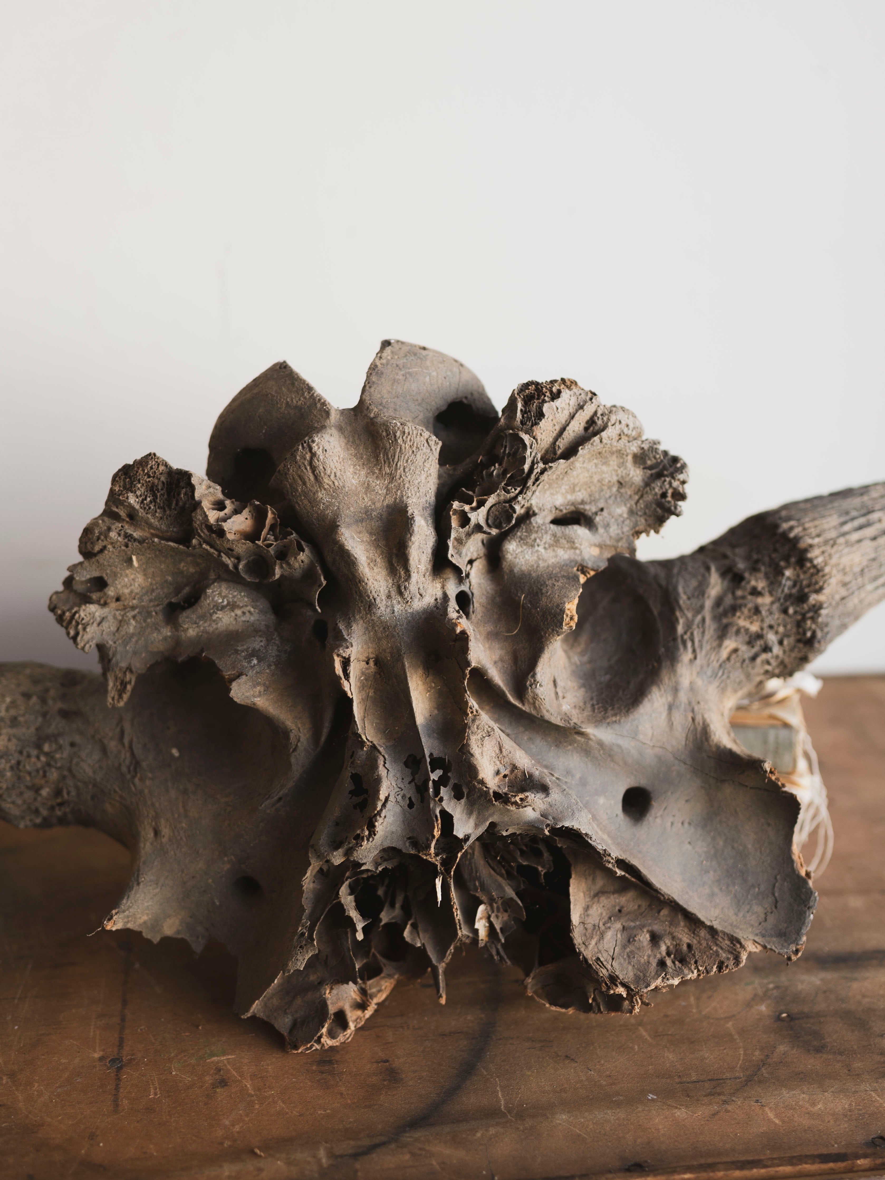 23" Mineralized Bison Antiquus Skull Top, RM2341