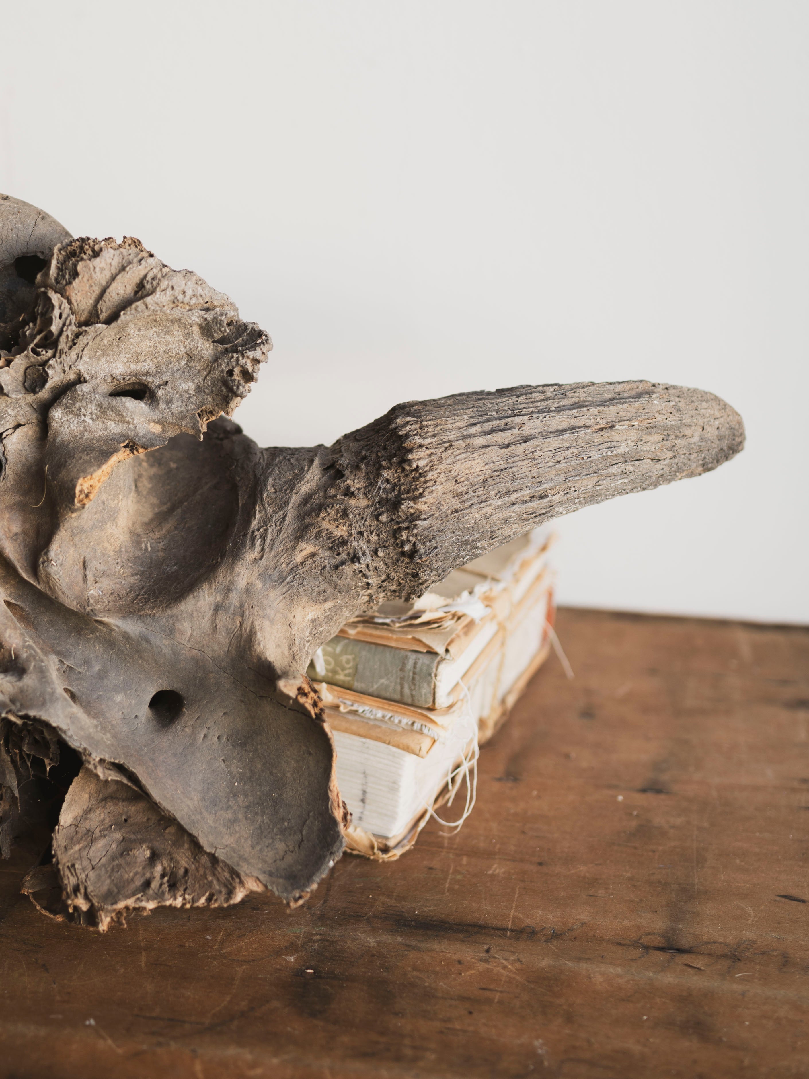 23" Mineralized Bison Antiquus Skull Top, RM2341