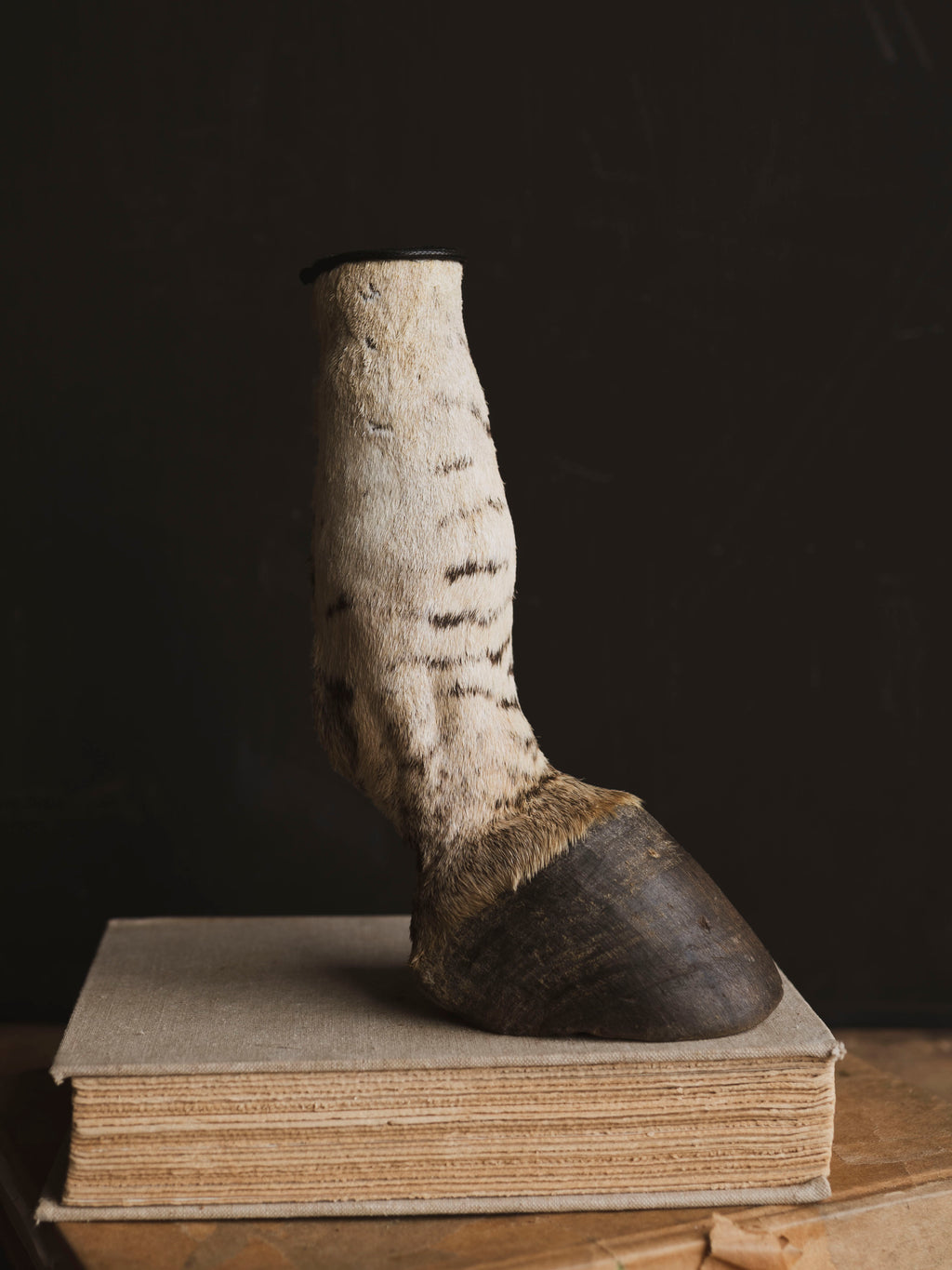 Preserved Zebra Foot, PS126