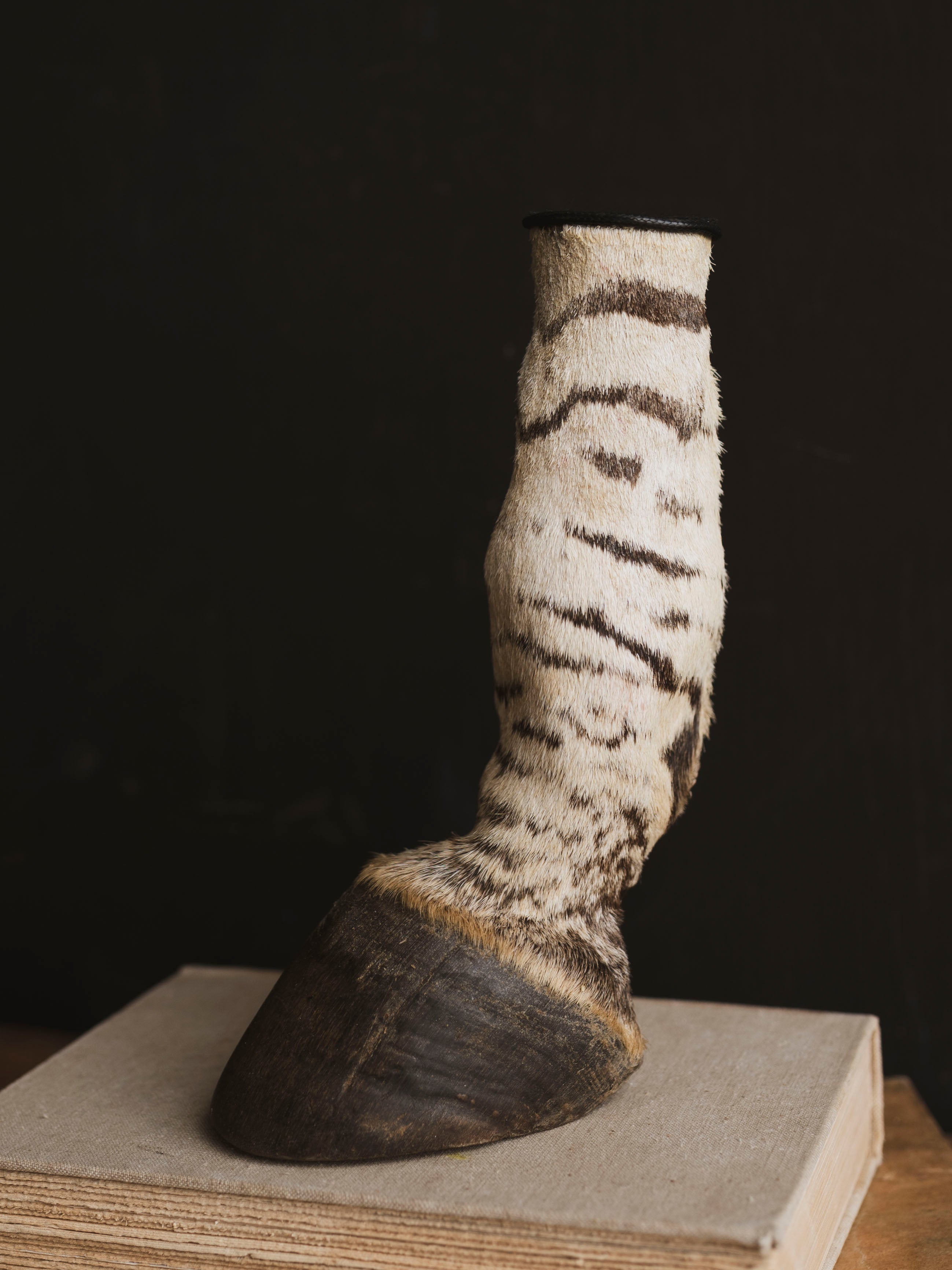 Preserved Zebra Foot, PS126