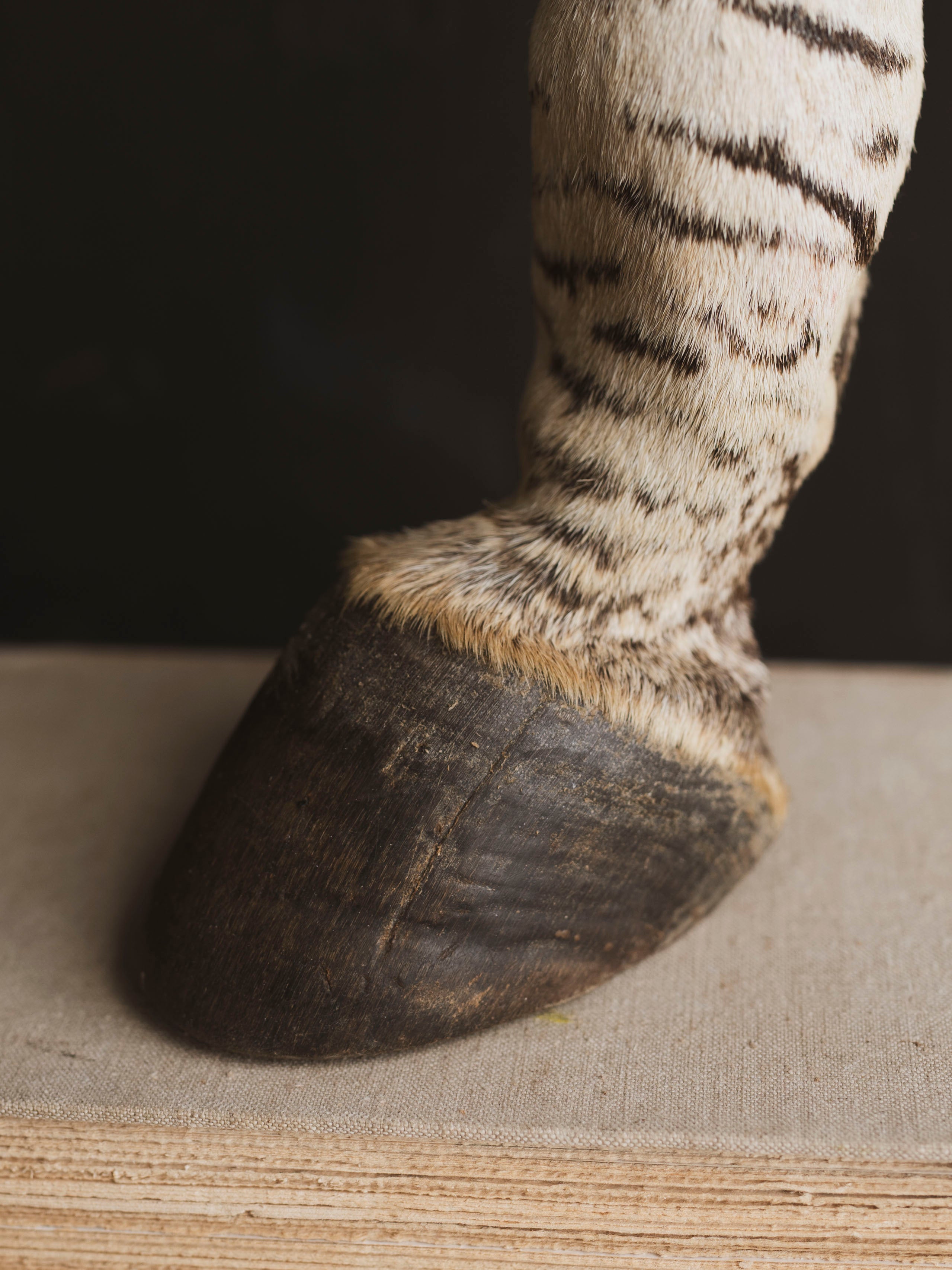 Preserved Zebra Foot, PS126