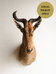 Hartebeest Shoulder Mount Taxidermy (Hestia), TA83