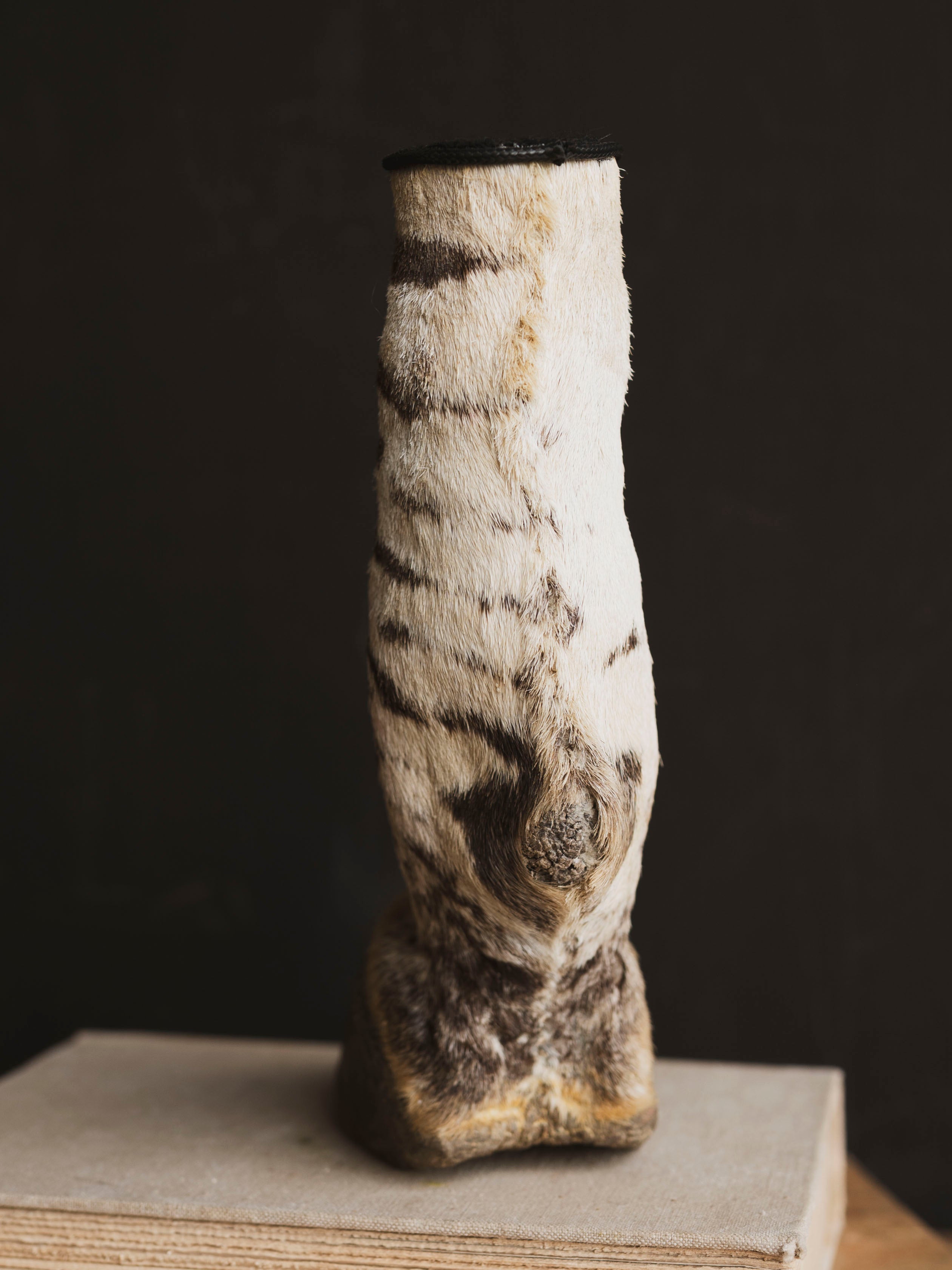 Preserved Zebra Foot, PS126