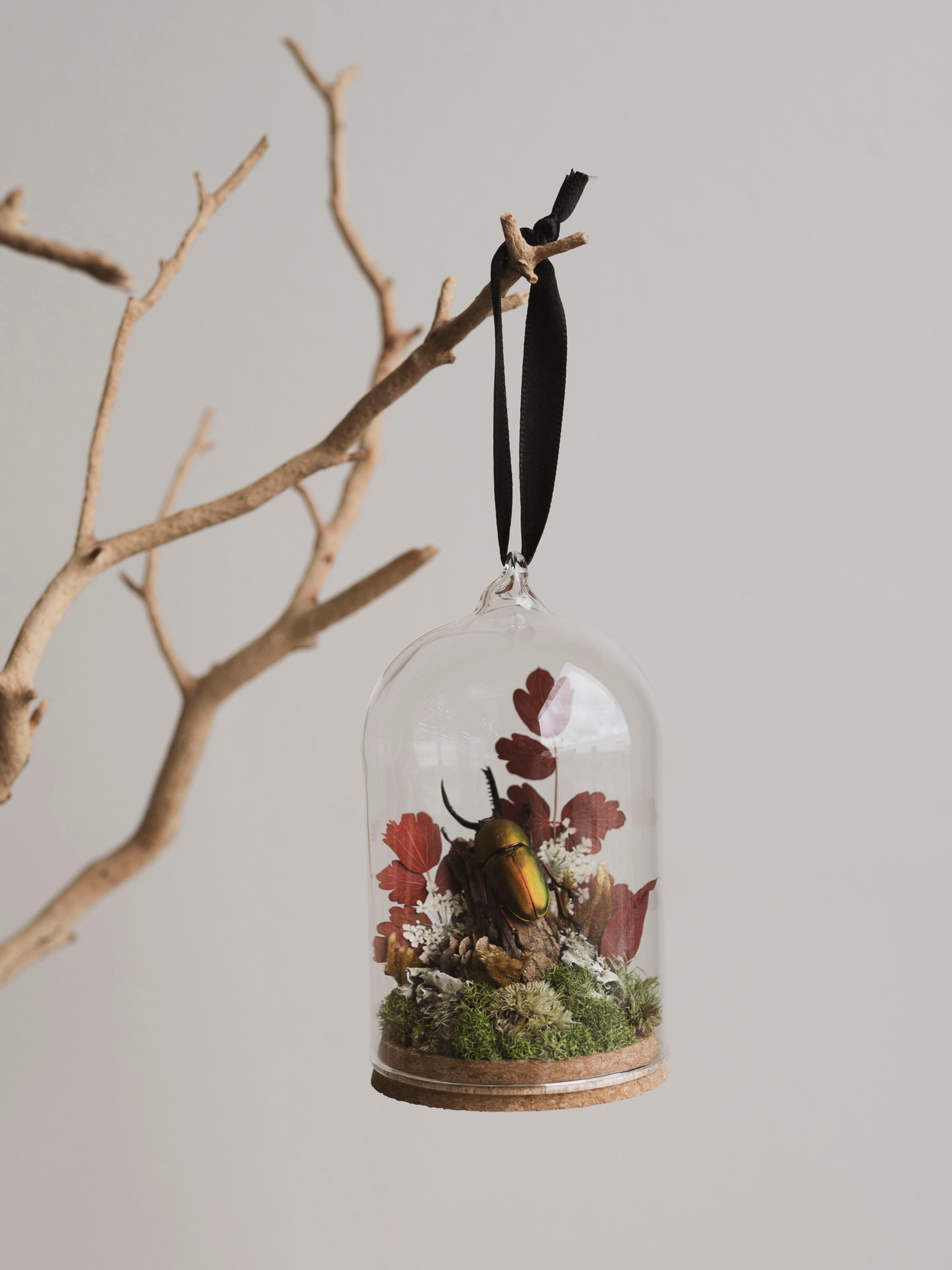 Sawtooth Beetle in Glass Ornament Cloche, IN536