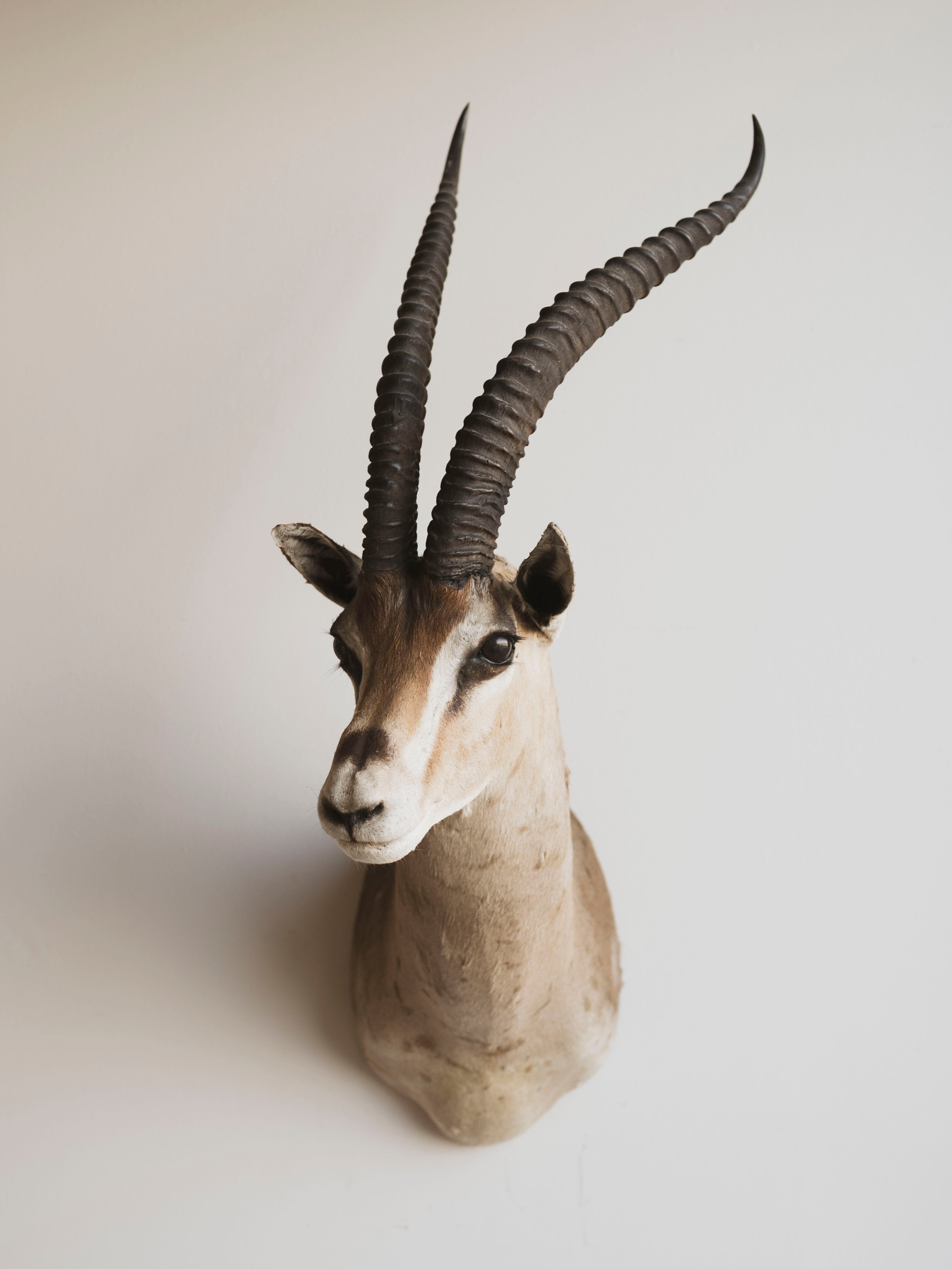 Grant's Gazelle Shoulder Mount Taxidermy (Griswald), TA81 – Black Moth