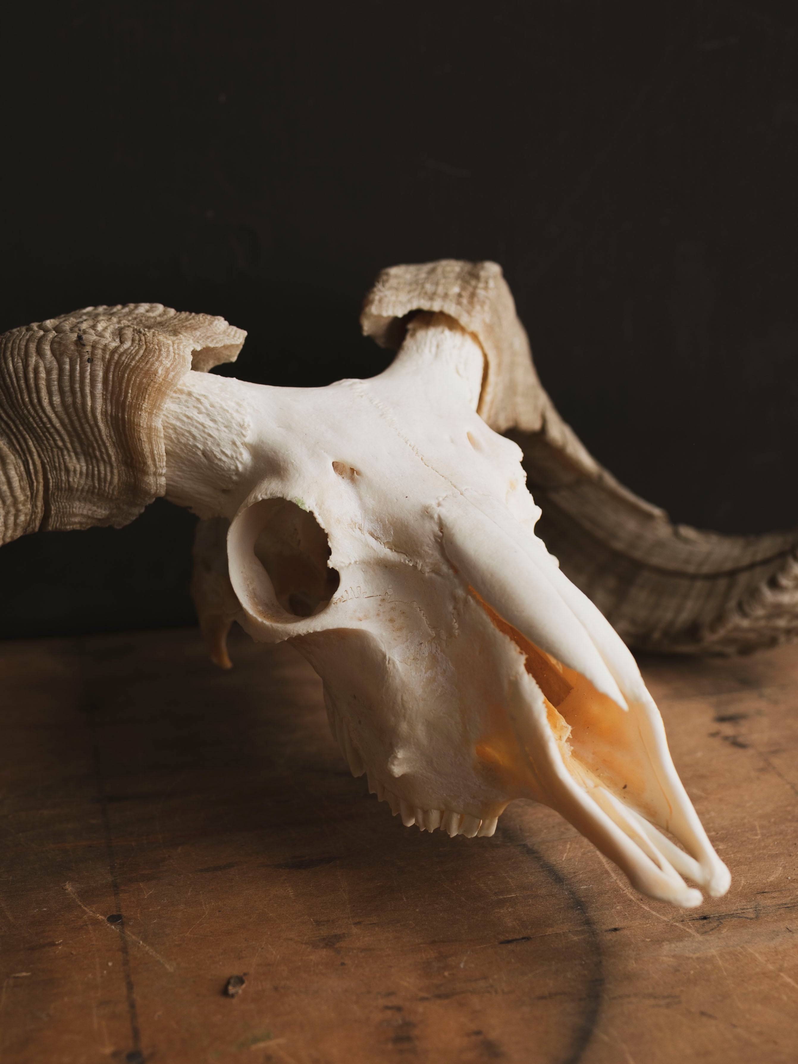 Merino Sheep Skull, SB1420