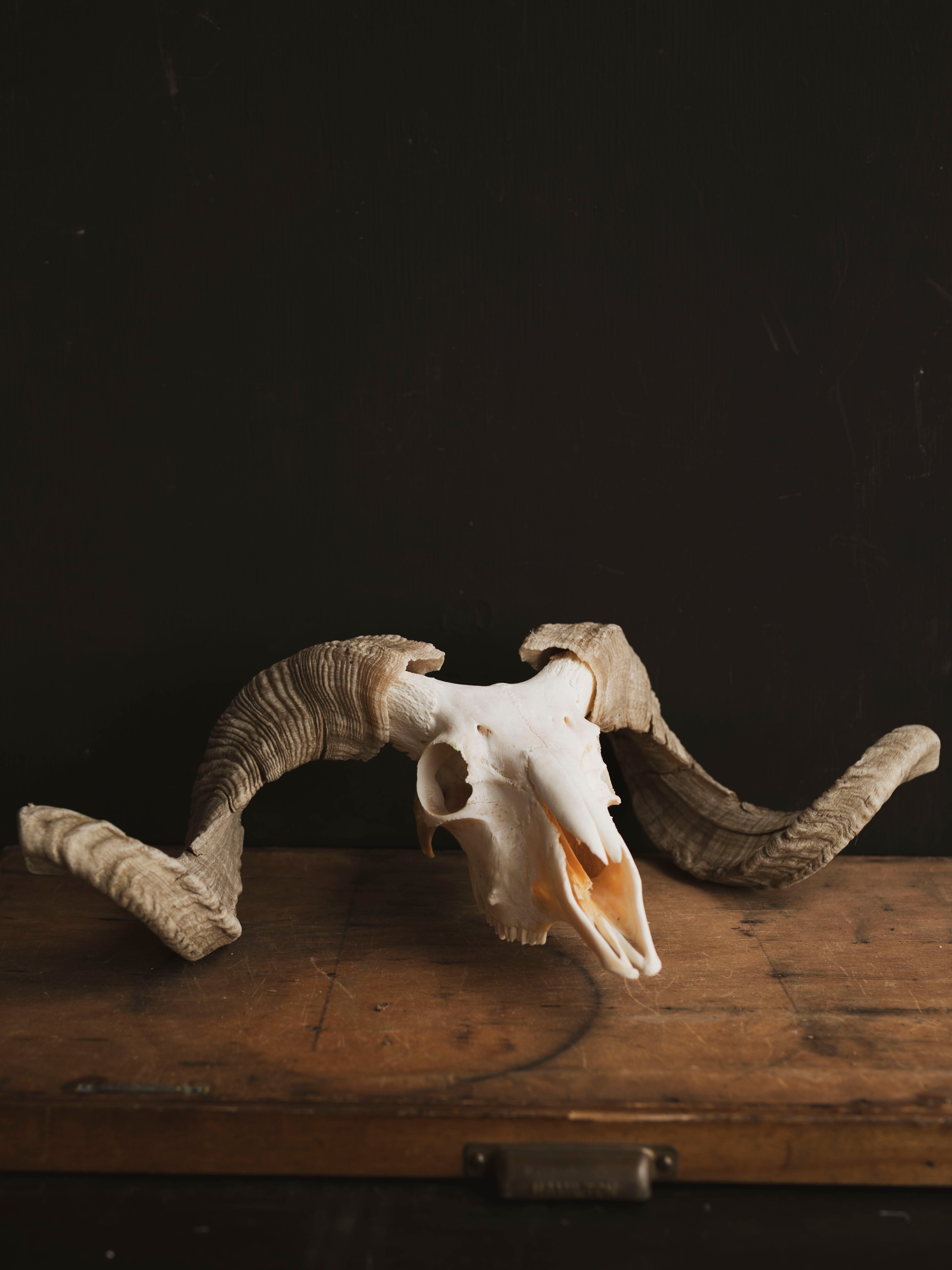 Merino Sheep Skull, SB1420