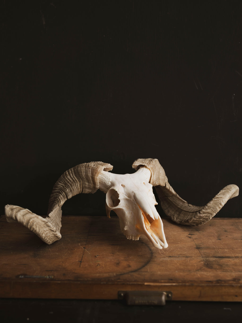 Merino Sheep Skull, SB1420