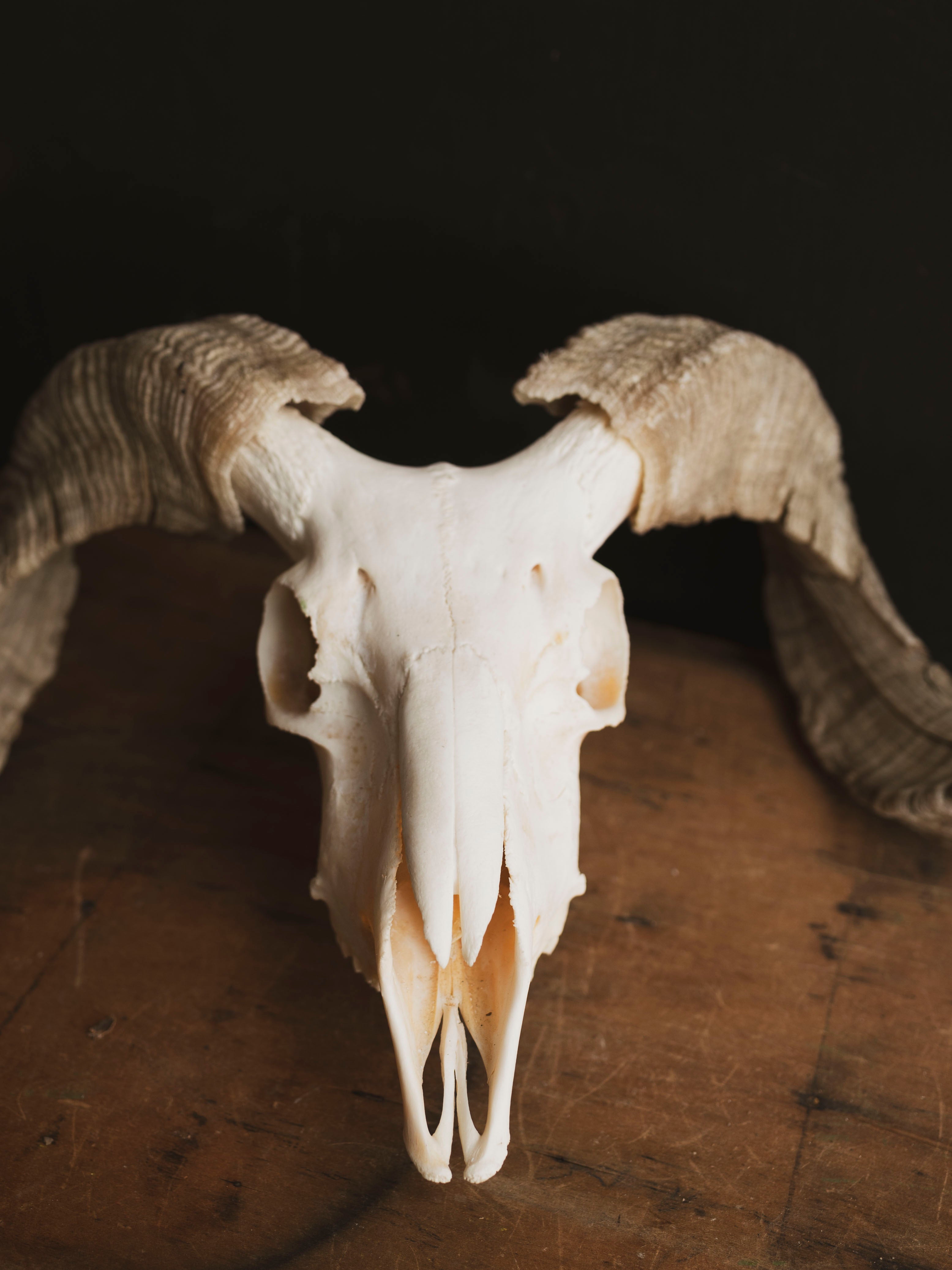 Merino Sheep Skull, SB1420
