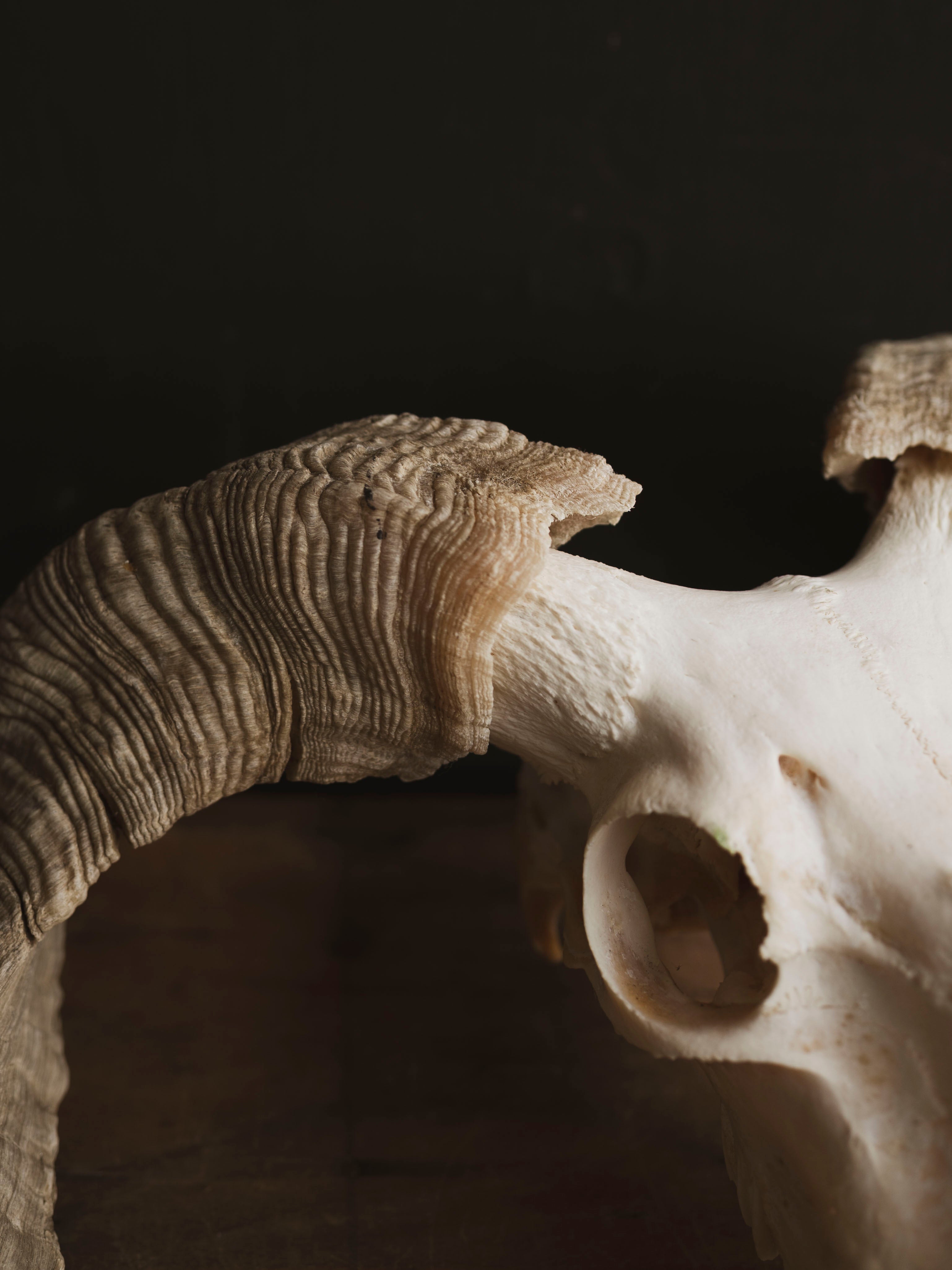 Merino Sheep Skull, SB1420