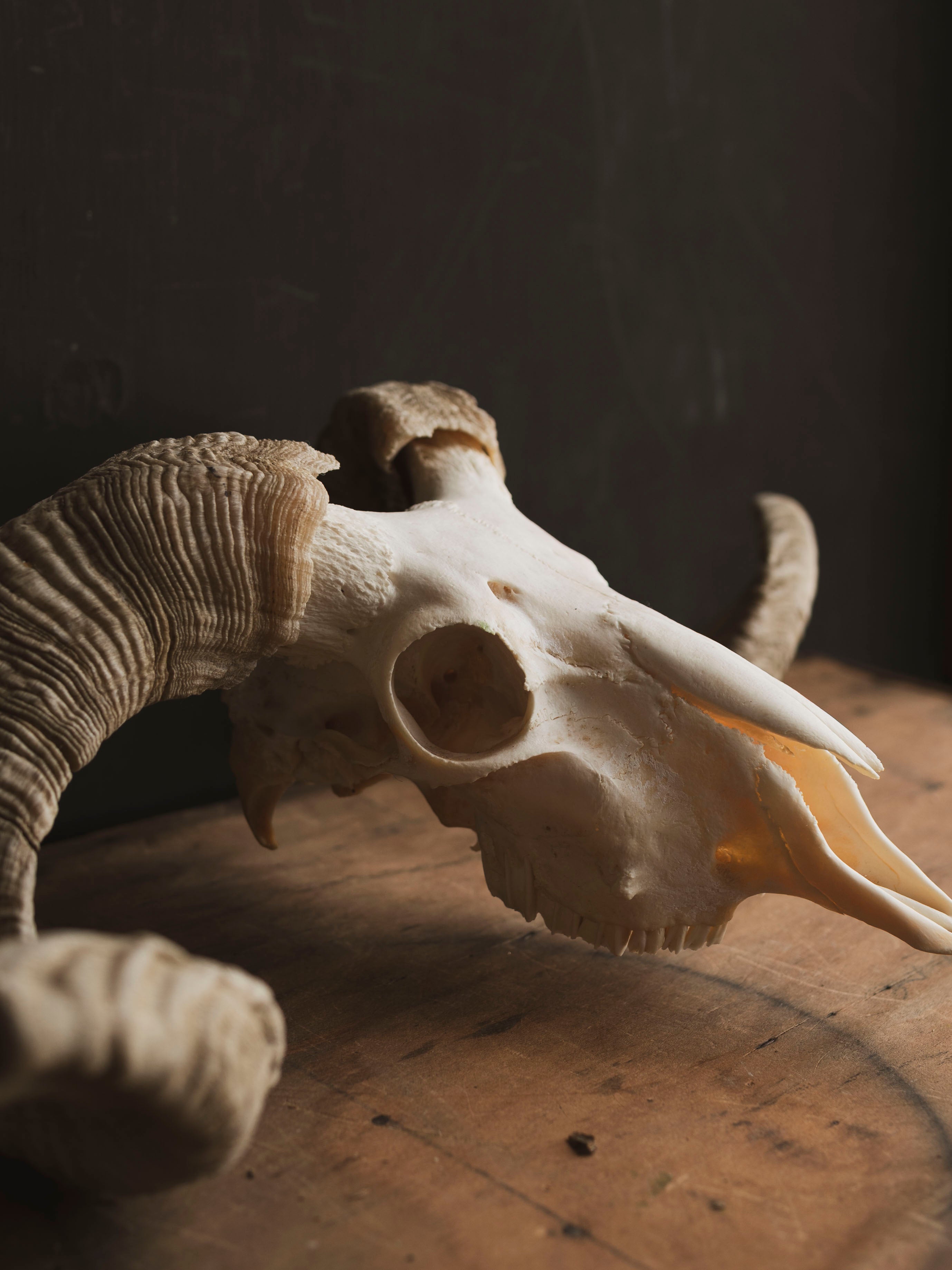 Merino Sheep Skull, SB1420